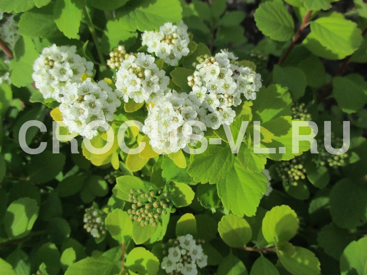 Спирея березолистная «Tor Gold»