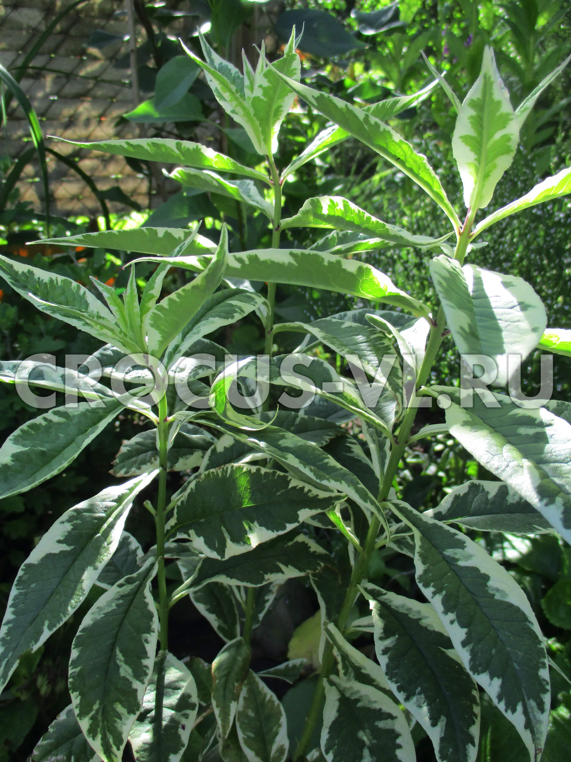 Флокс метельчатый «Darwin’s Joyce» Флокс метельчатый «Darwin’s Joyce»