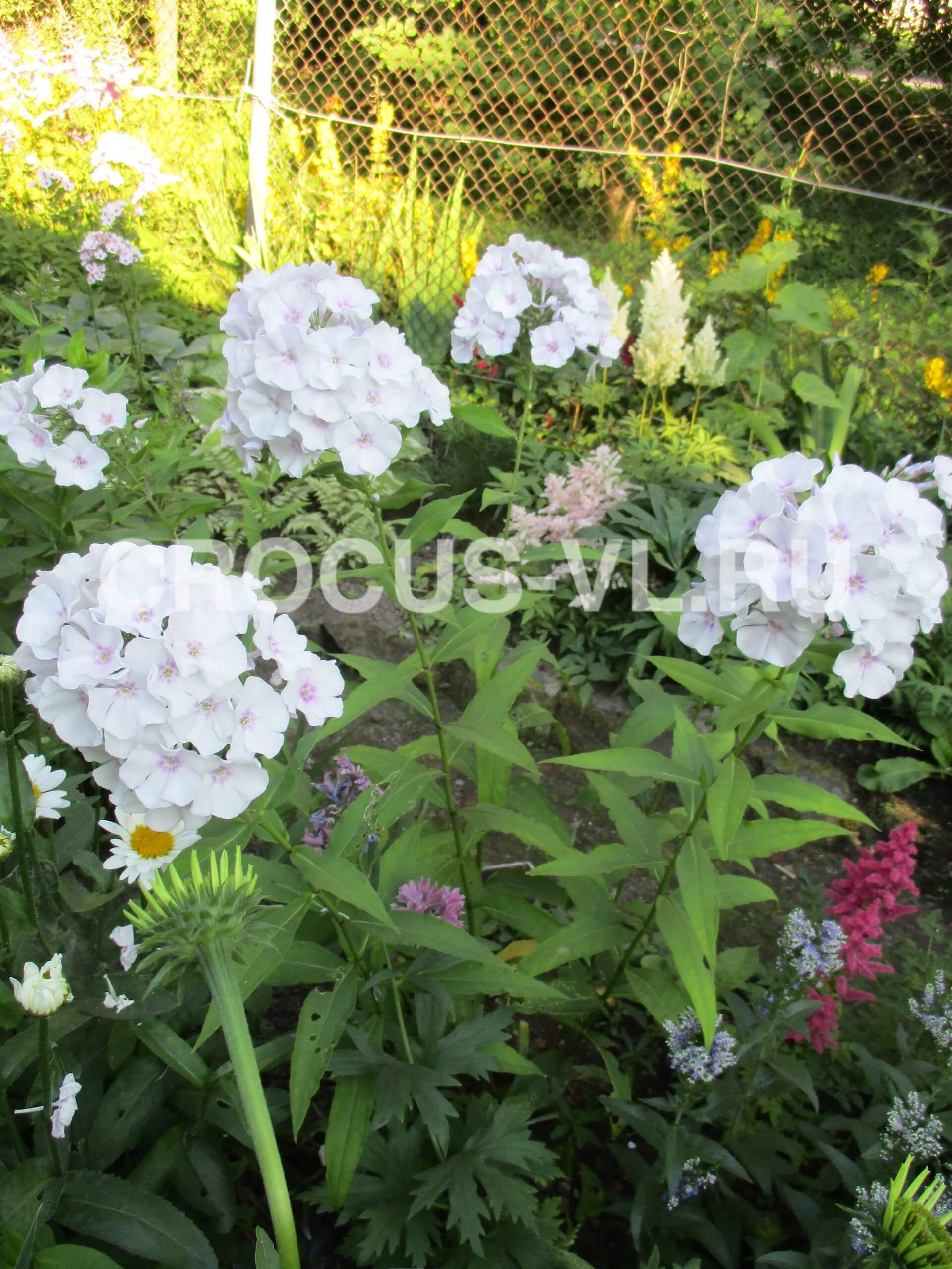 Флокс метельчатый «Голубка» Флокс метельчатый «Голубка»