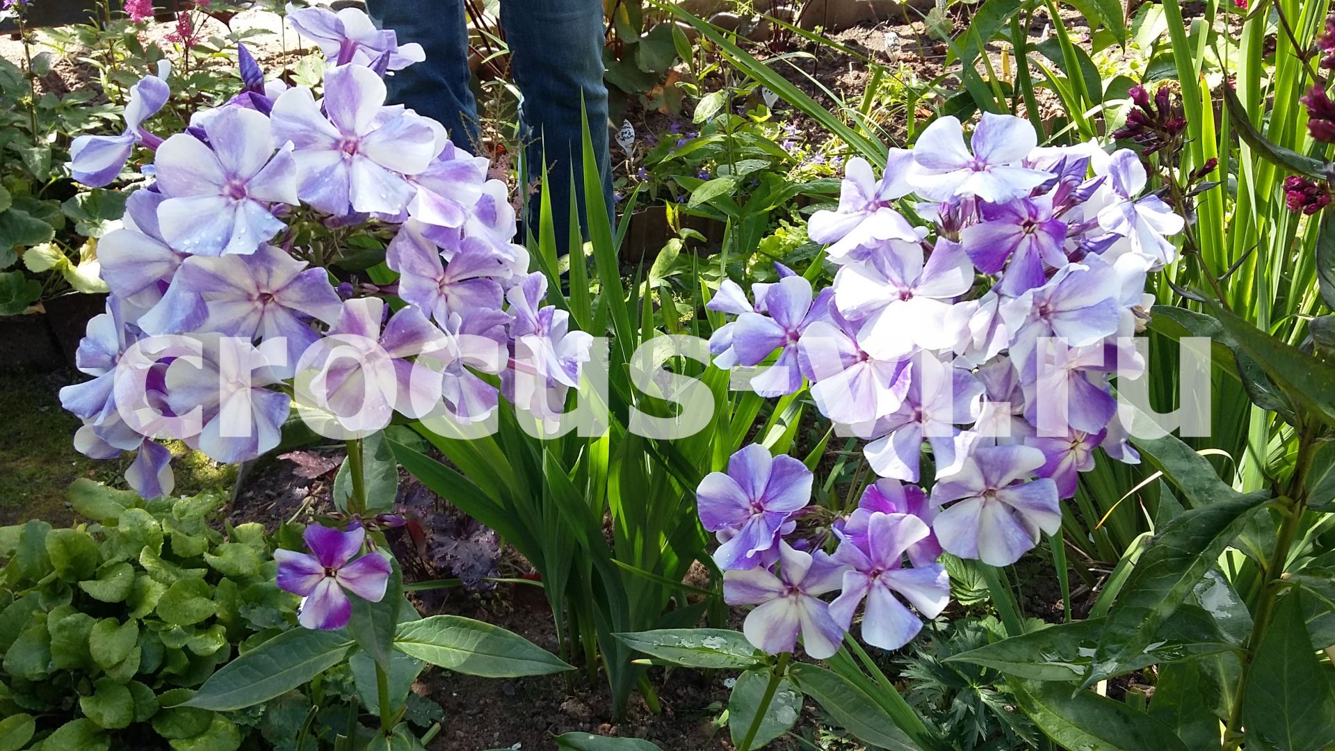 Флокс метельчатый «Гжель» Флокс метельчатый «Гжель»