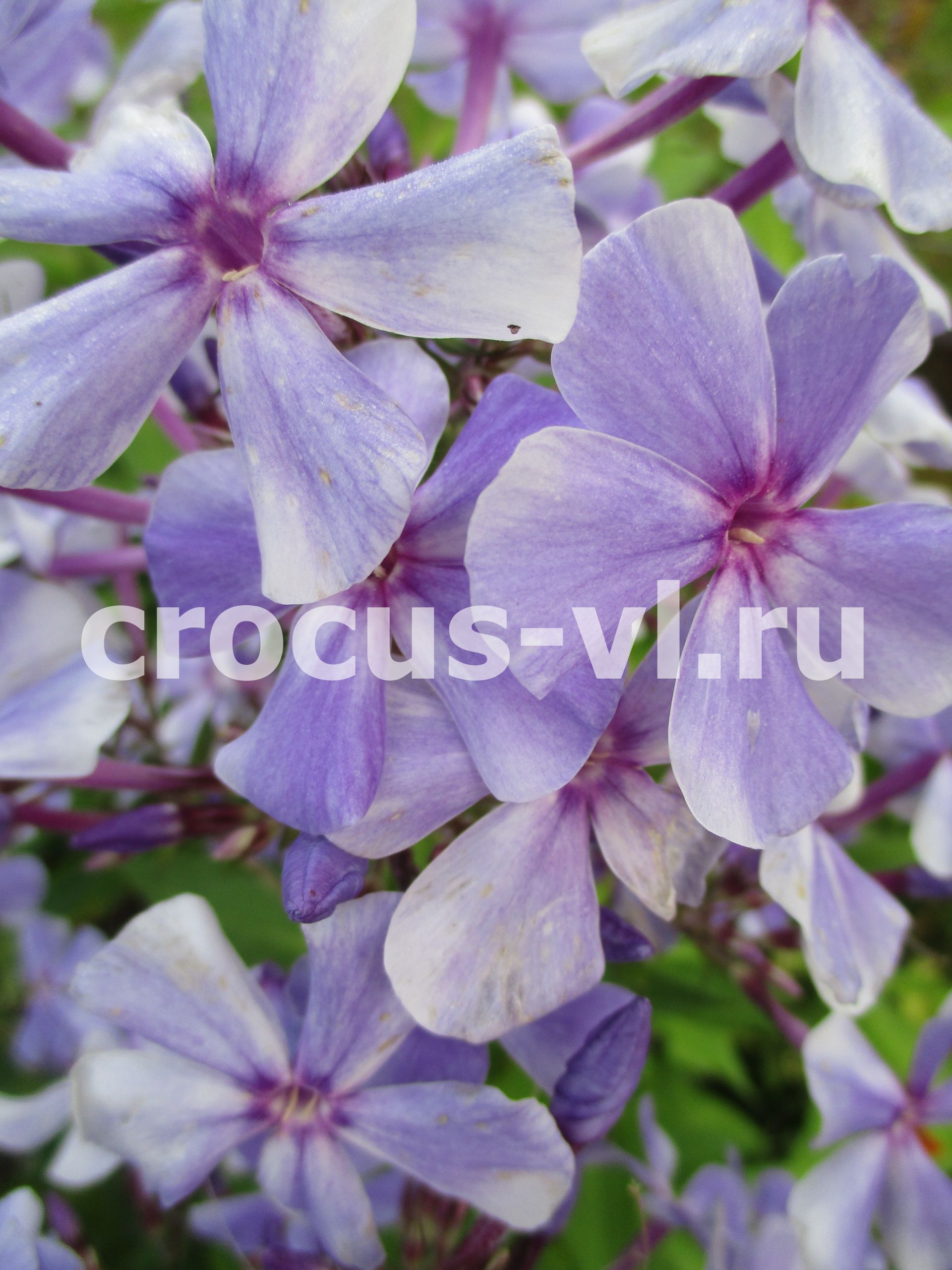 Флокс метельчатый «Гжель» Флокс метельчатый «Гжель»