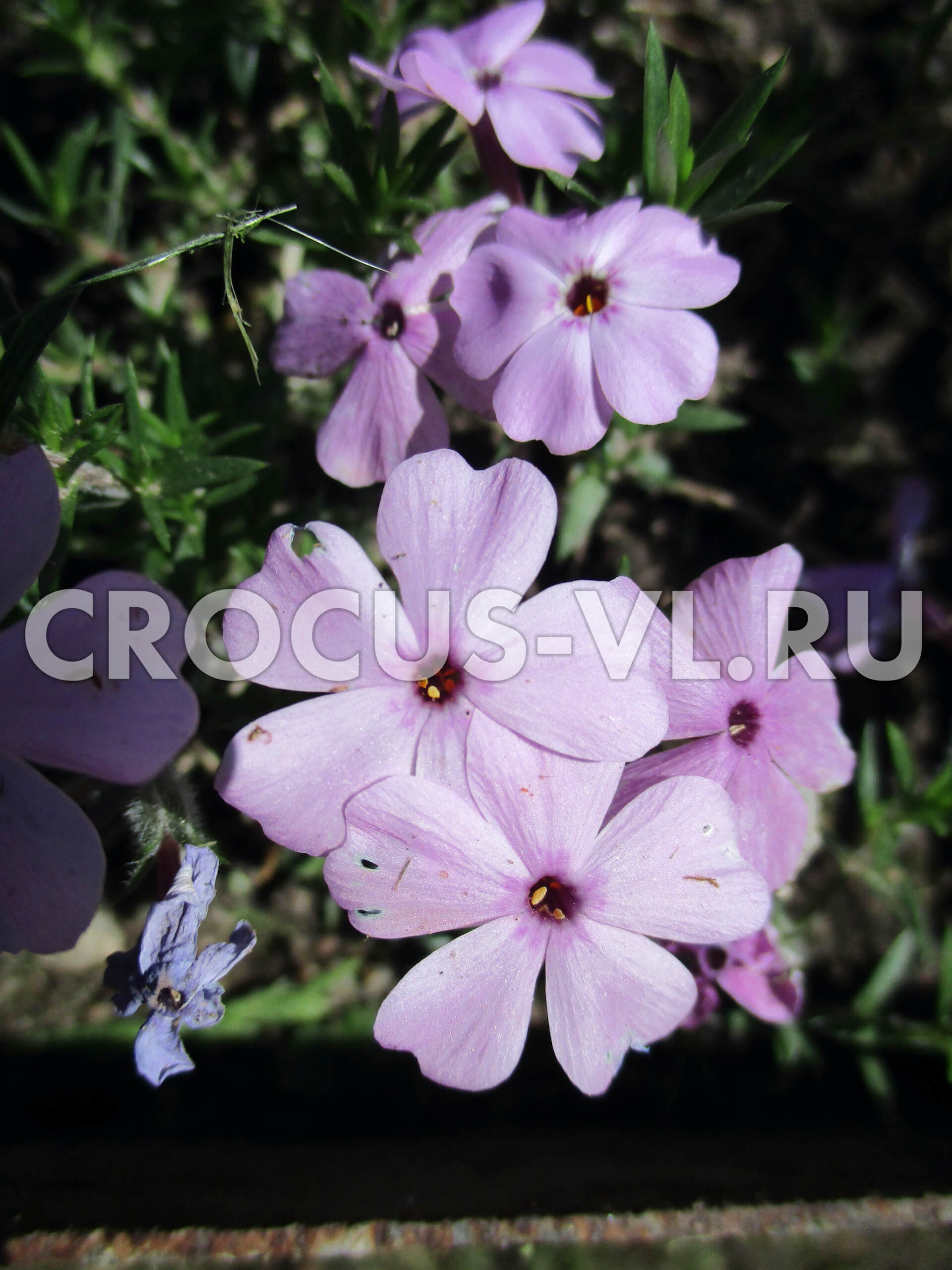 Изображение товара: Флокс Дугласа «Lilac Cloud»
