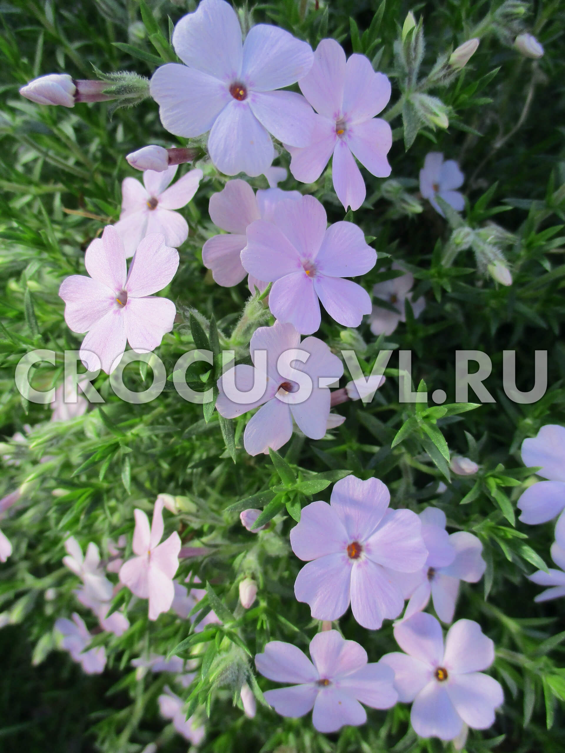 Флокс Дугласа «Lilac Cloud» Флокс Дугласа «Lilac Cloud»