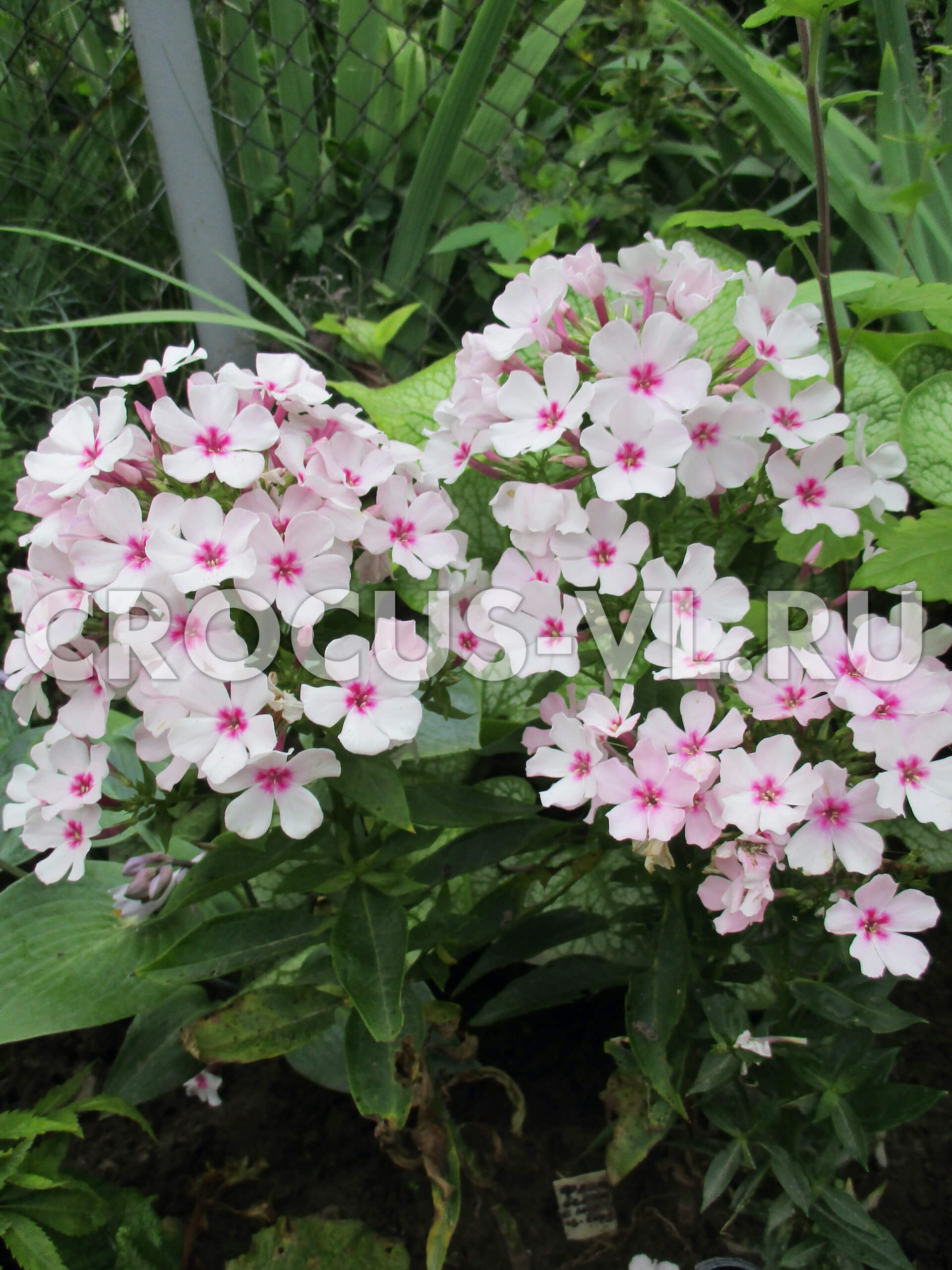 Флокс метельчатый «Mike's Favourite» Флокс метельчатый «Mike's Favourite»