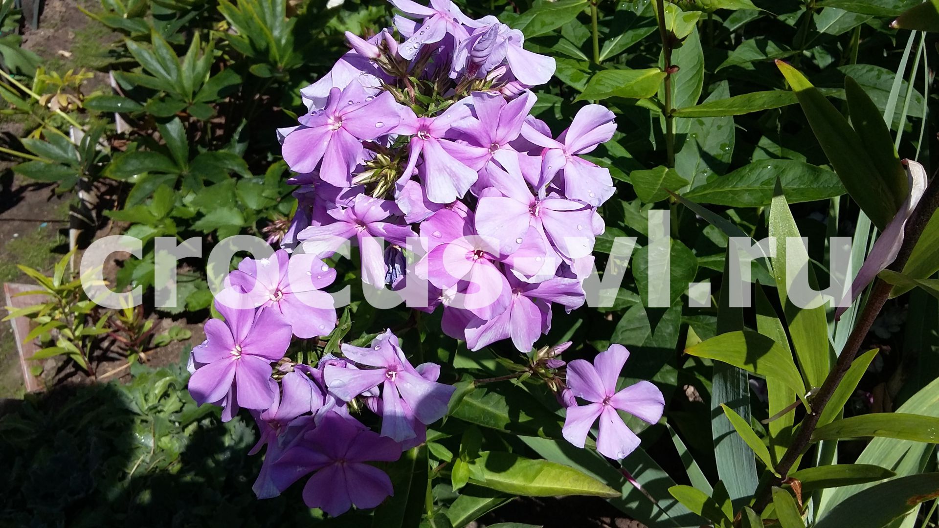 Флокс метельчатый «Незабудка» Флокс метельчатый «Незабудка»