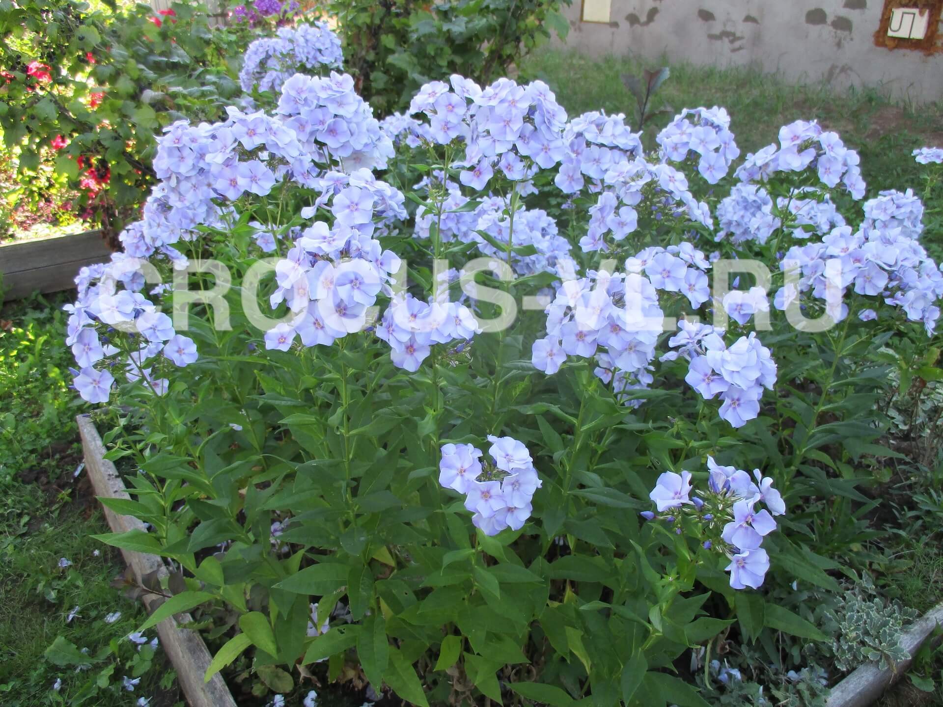 Флокс метельчатый «Новинка» Флокс метельчатый «Новинка»