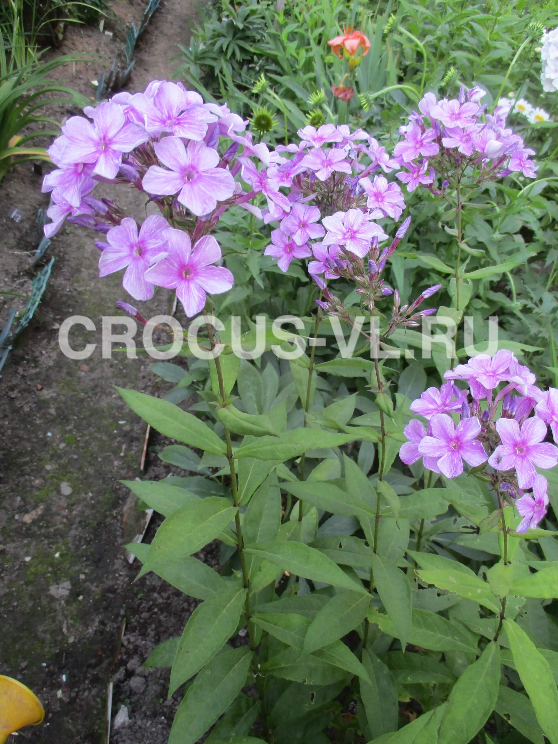 Флокс метельчатый «Пётр Столыпин» Флокс метельчатый «Пётр Столыпин»