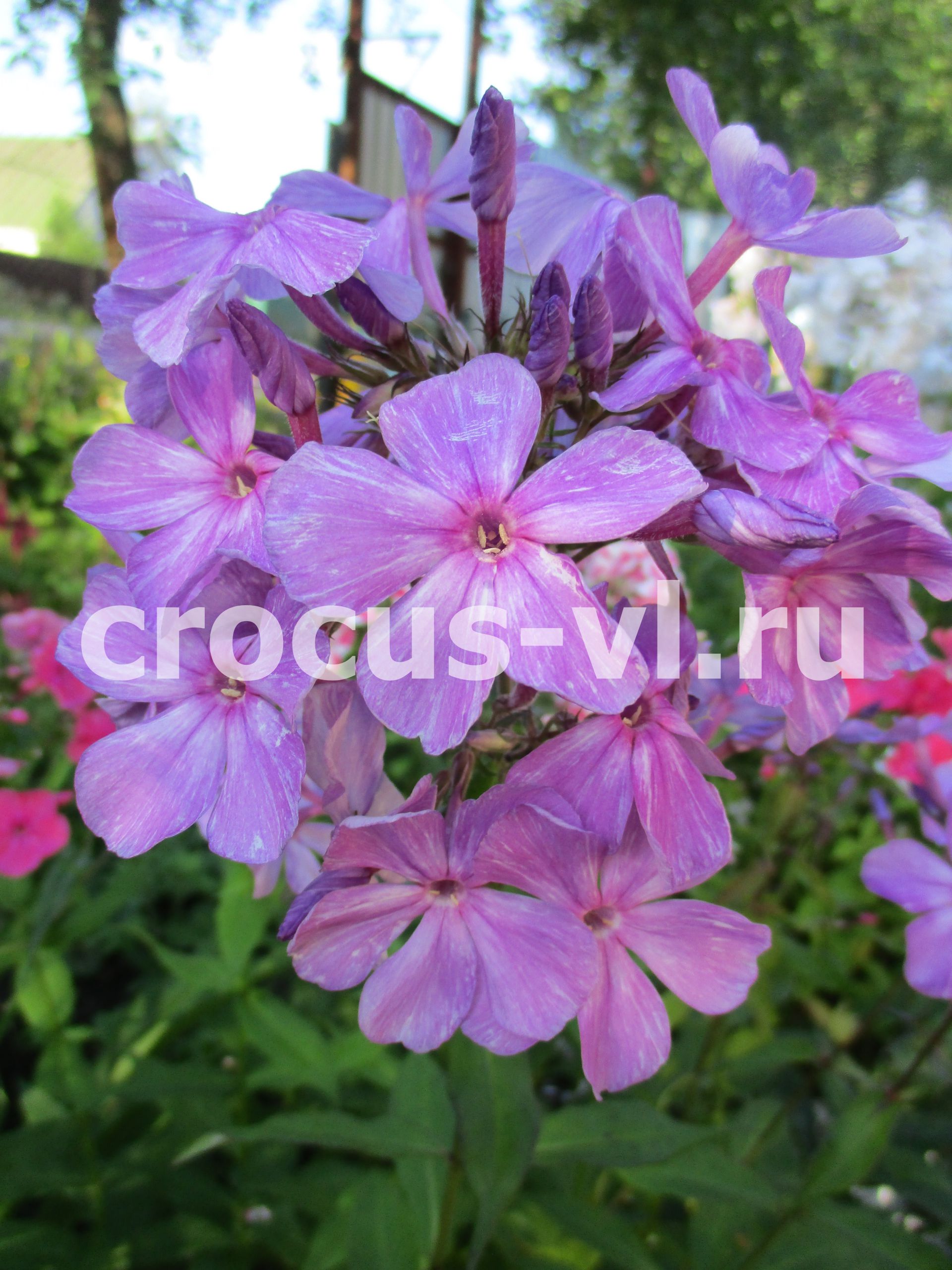 Флокс метельчатый «Пётр Столыпин» Флокс метельчатый «Пётр Столыпин»