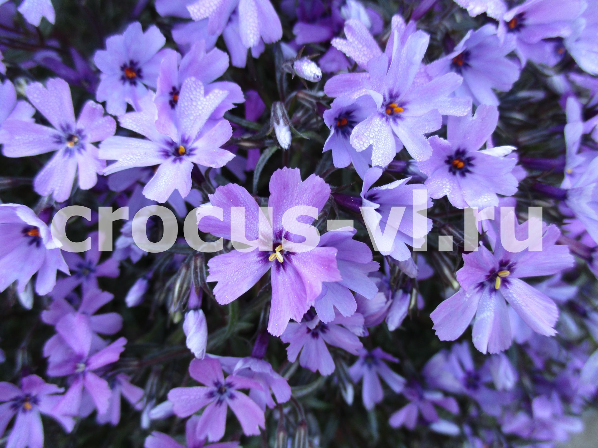 Изображение товара: Флокс шиловидный «Purple Beauty»