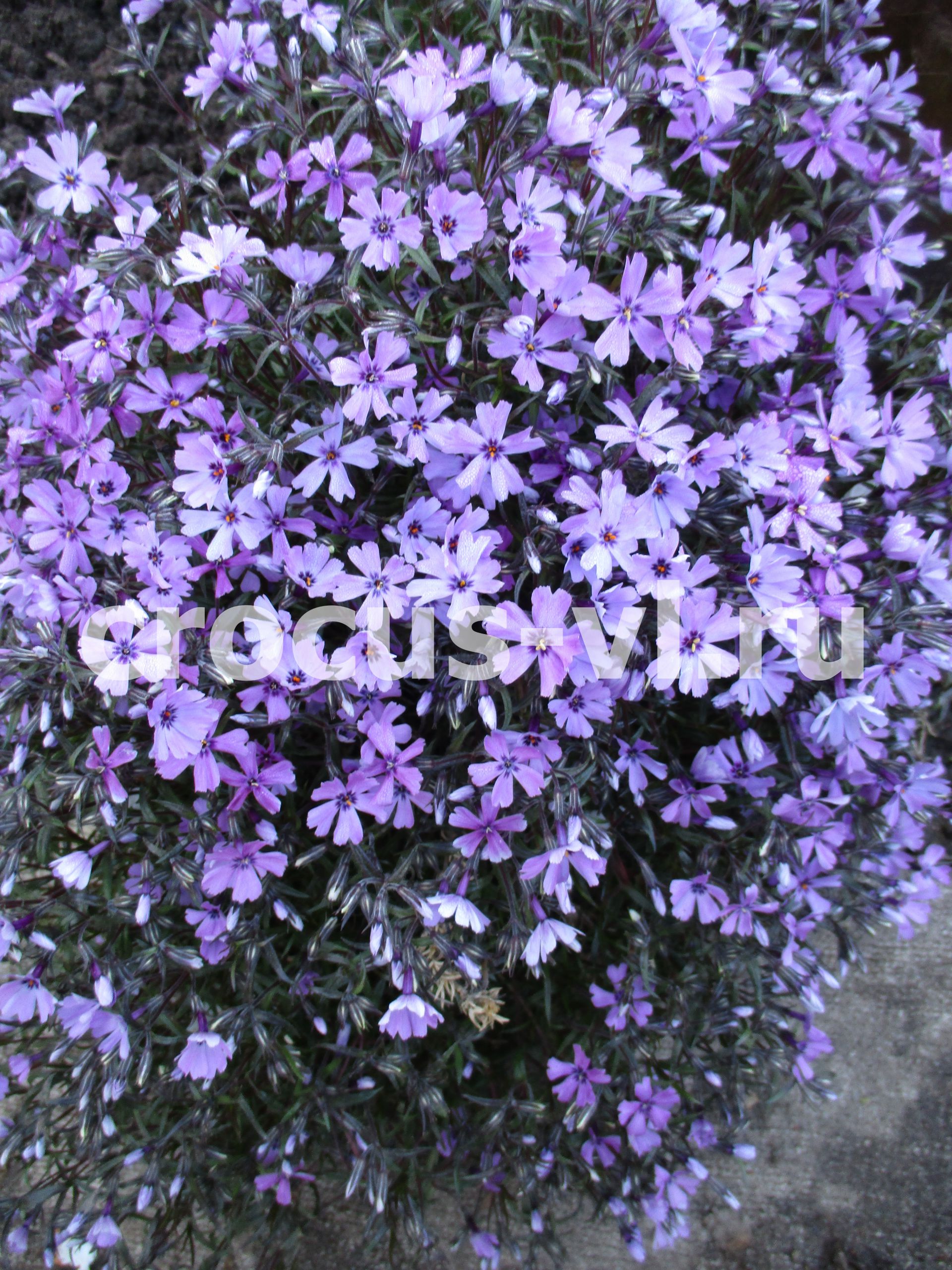 Флокс шиловидный «Purple Beauty»