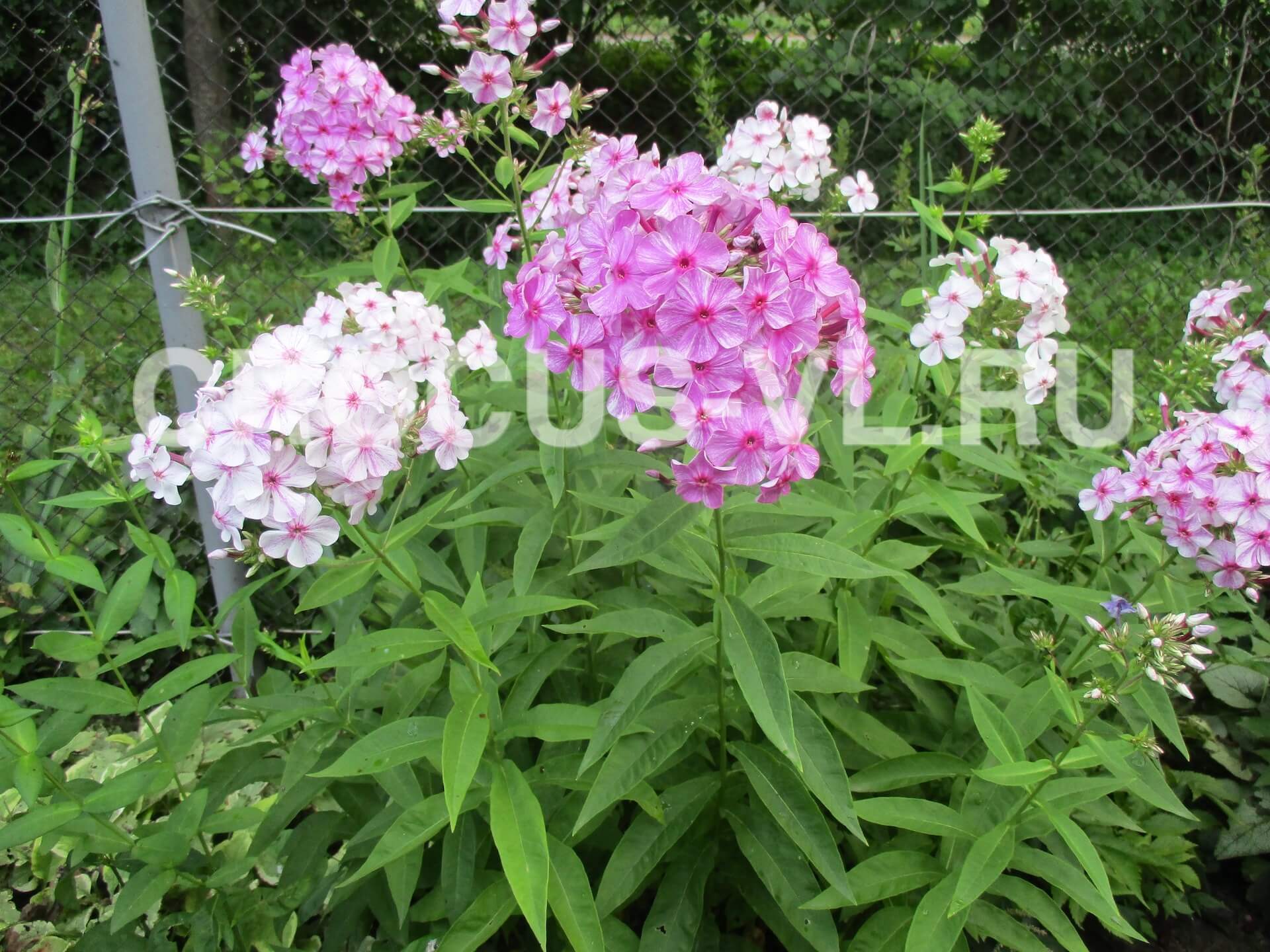 Флокс метельчатый «Следы» Флокс метельчатый «Следы»