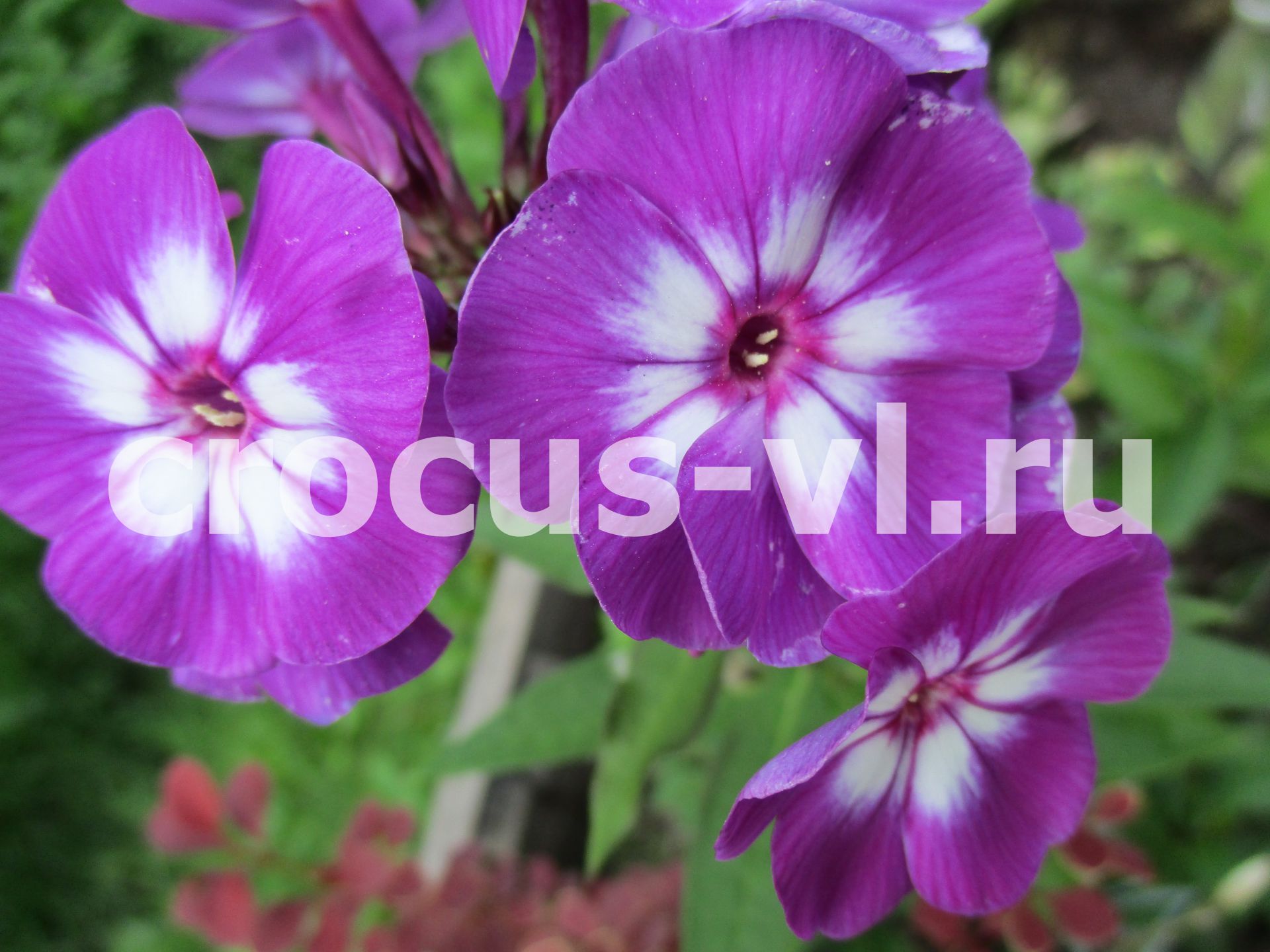 Флокс метельчатый «Успех»