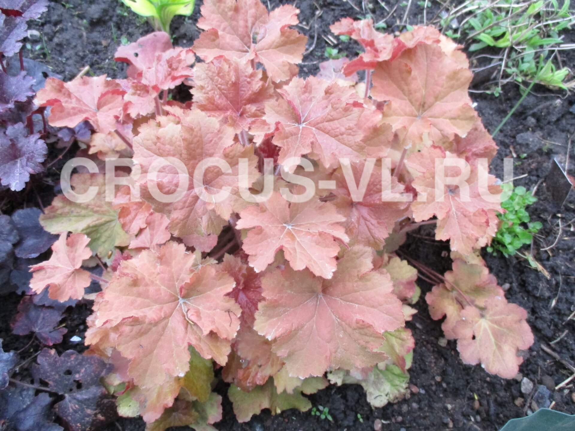 Гейхера «Карамель»