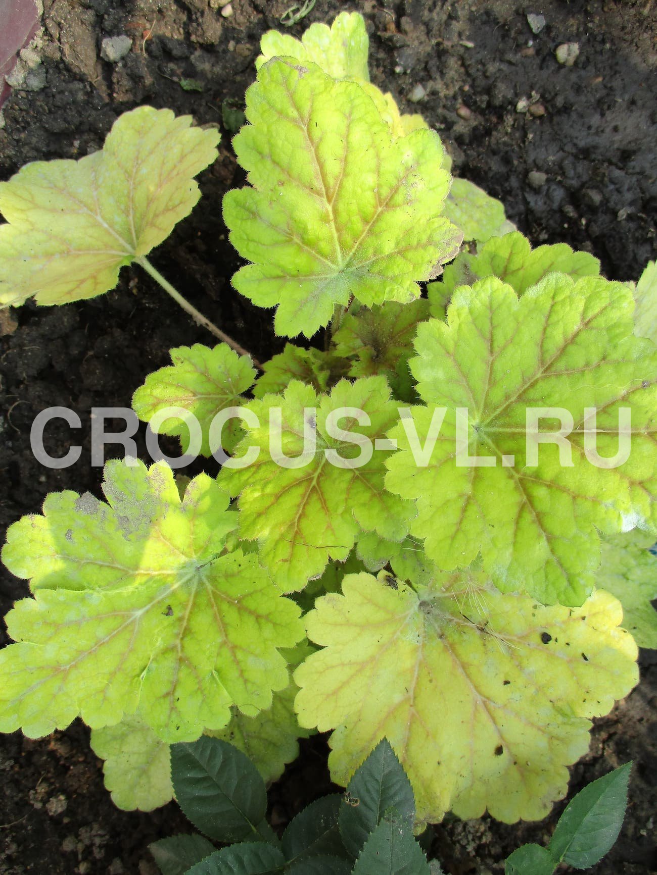 Гейхера «Электра» Гейхера «Электра»