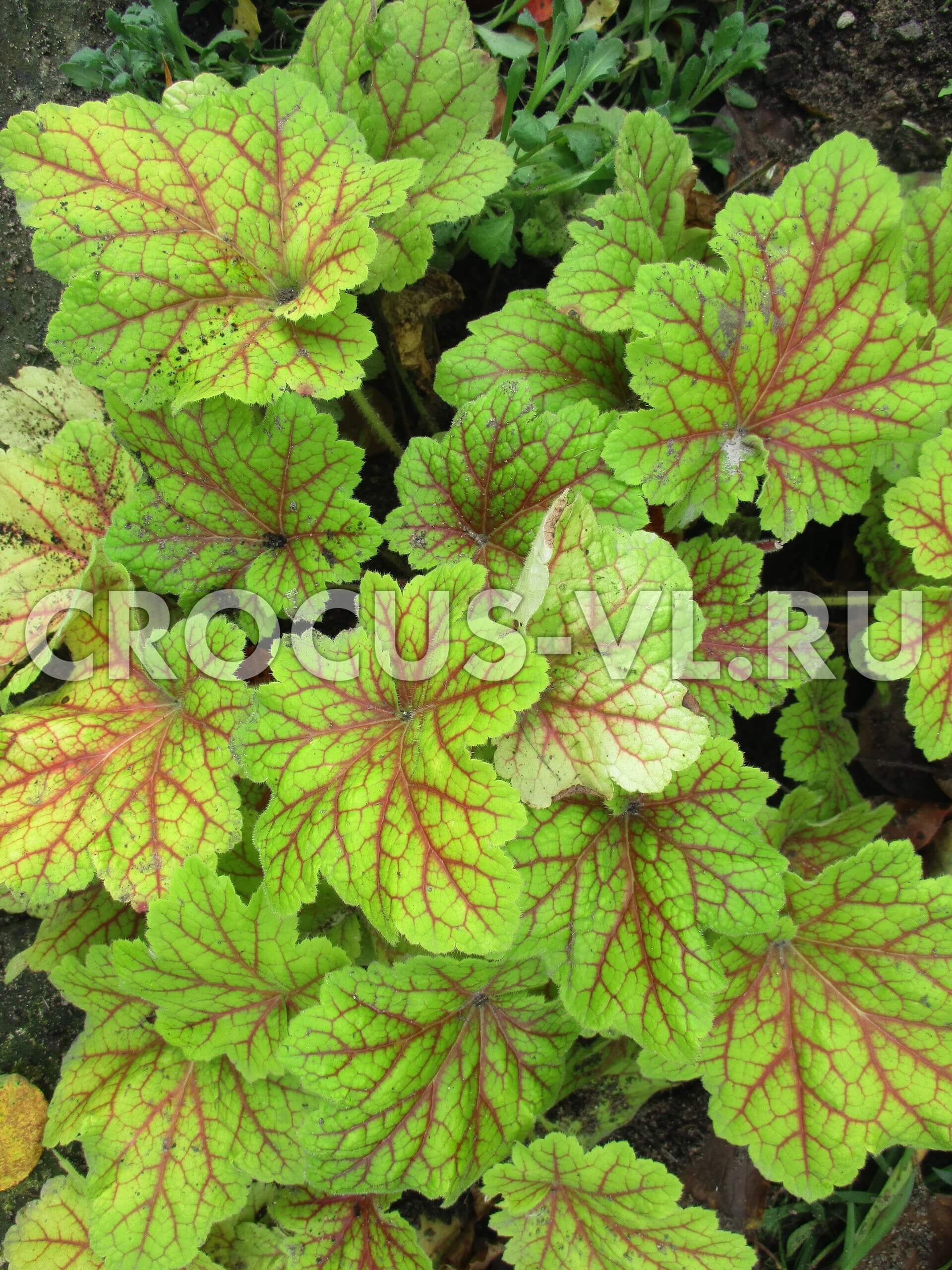 Гейхера «Электра» Гейхера «Электра»