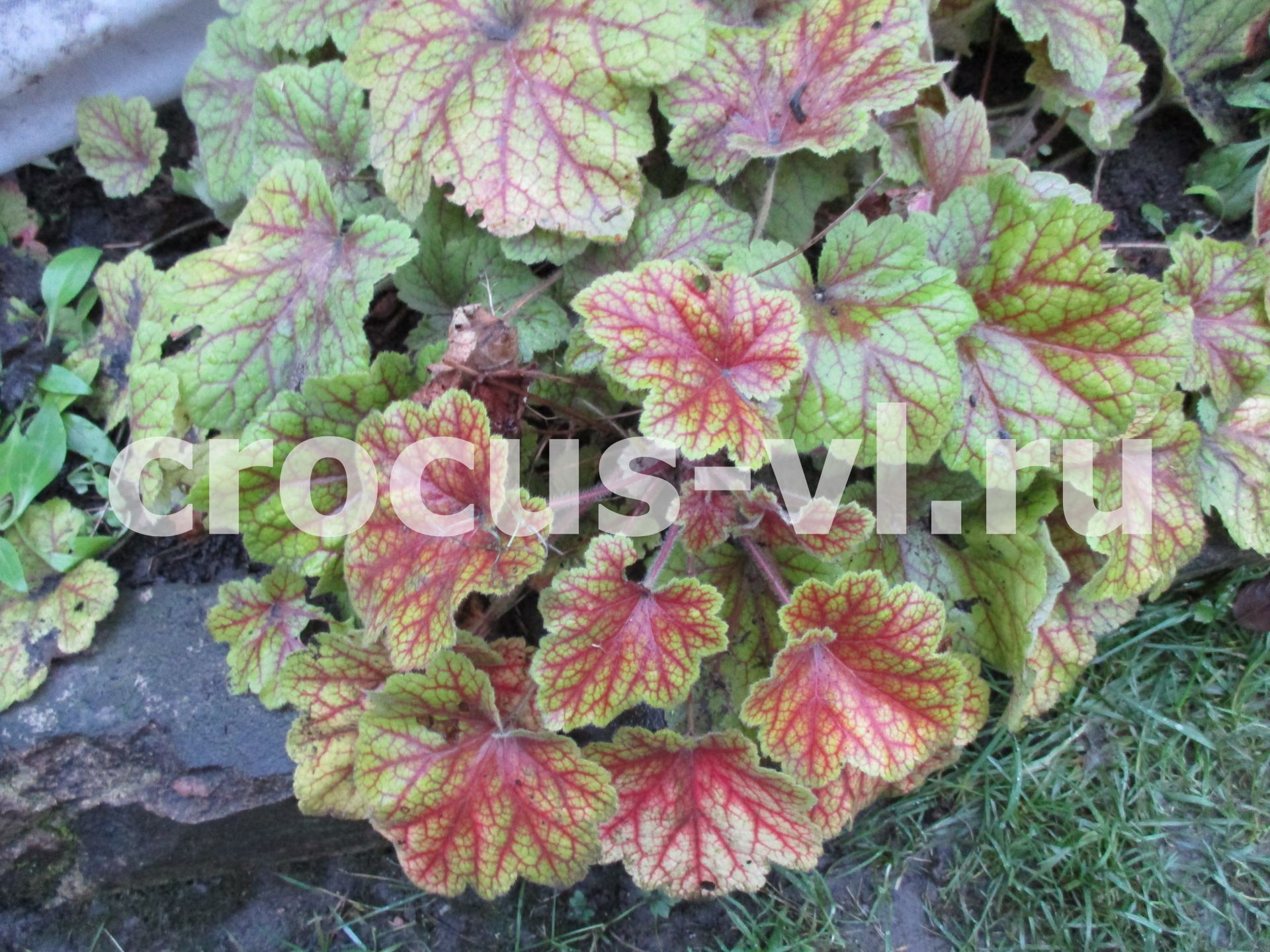 Гейхера «Электра» Гейхера «Электра»