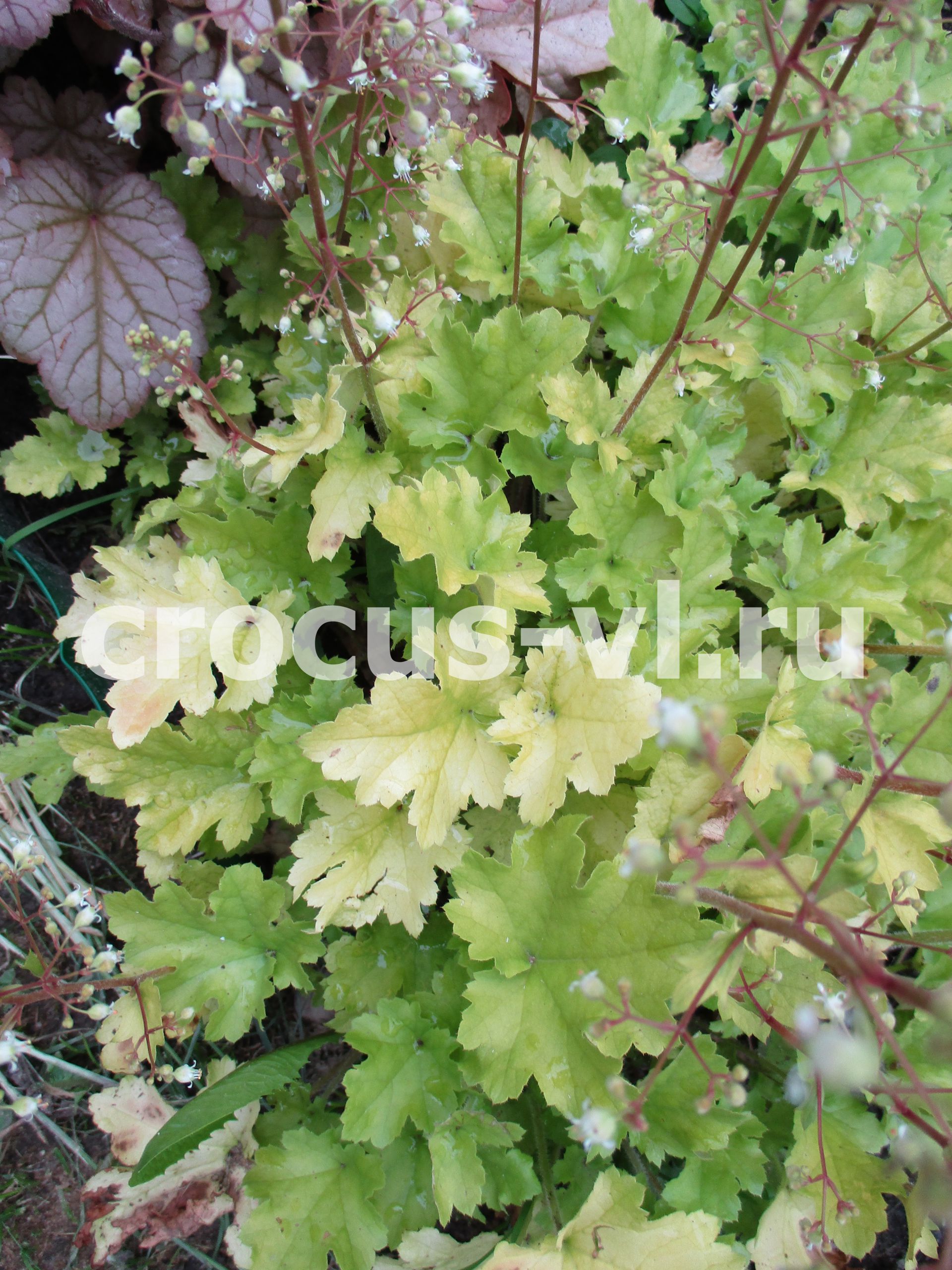 Гейхера «Lime Marmalade» Гейхера «Lime Marmalade»