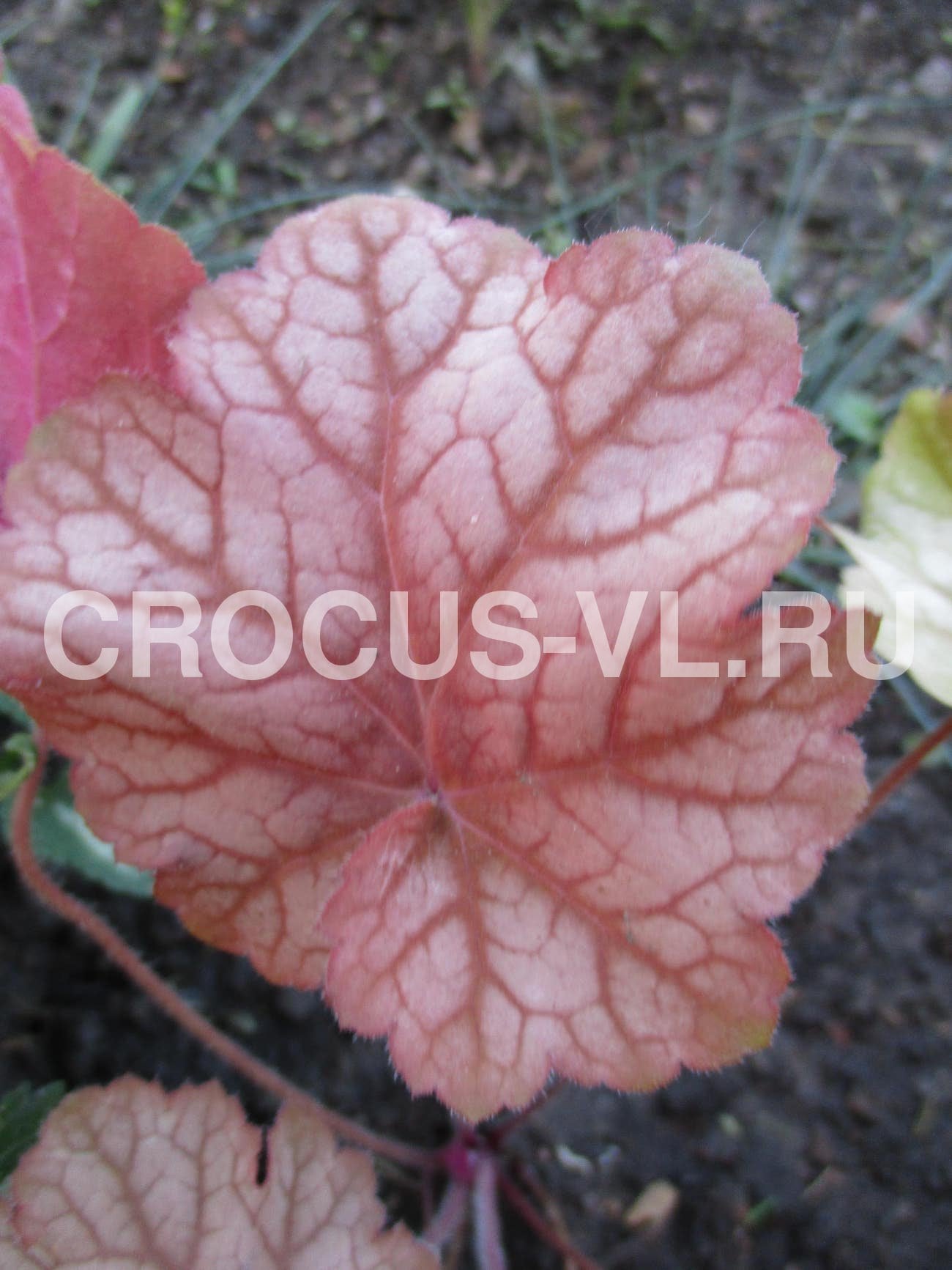 Гейхера «Pinot Gris» Гейхера «Pinot Gris»