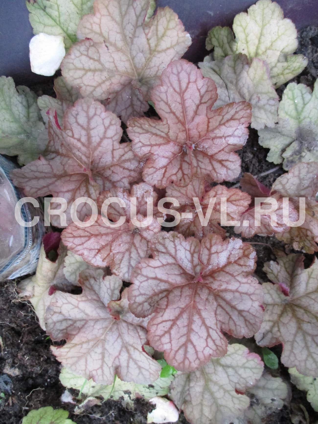 Гейхера «Pinot Gris» Гейхера «Pinot Gris»