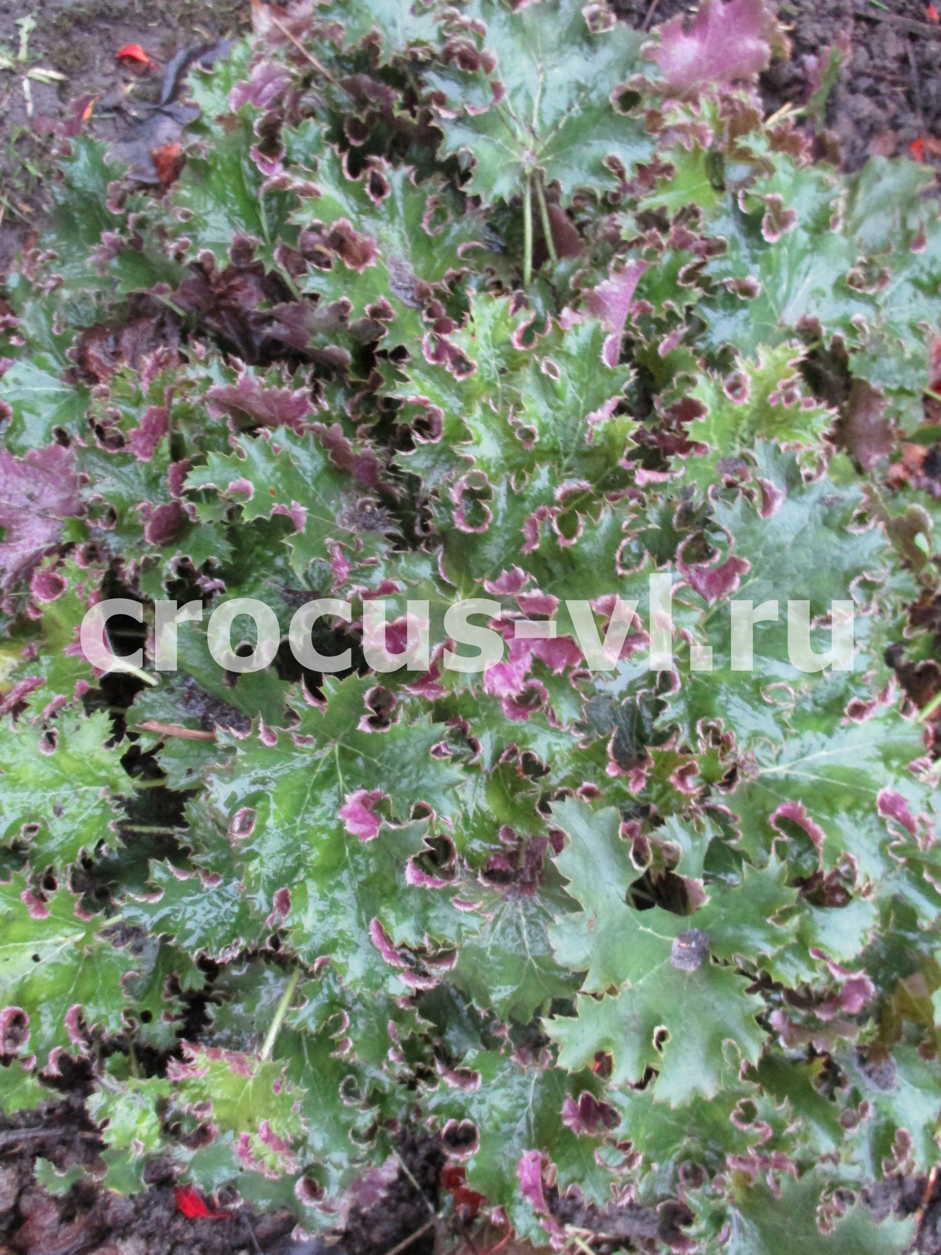 Гейхера, знай свое место! Однажды моя знакомая с досадой сказала, что разочарова