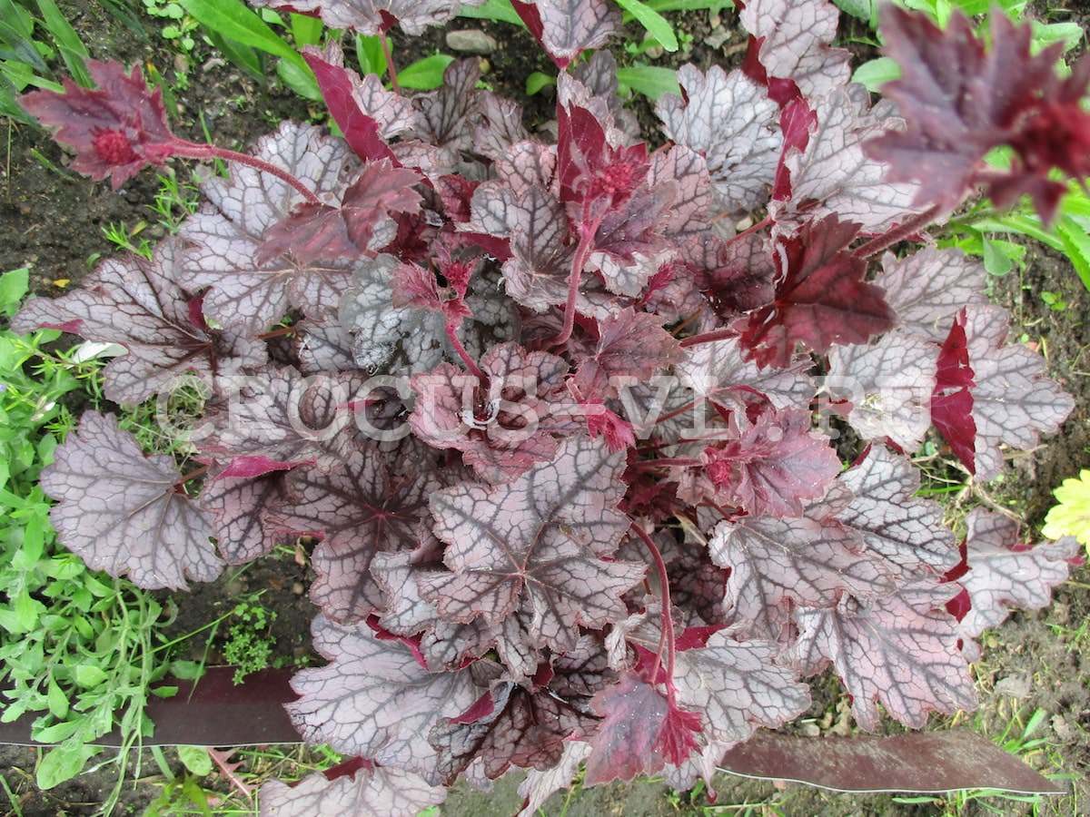 Гейхера «Velvet Night» Гейхера «Velvet Night»