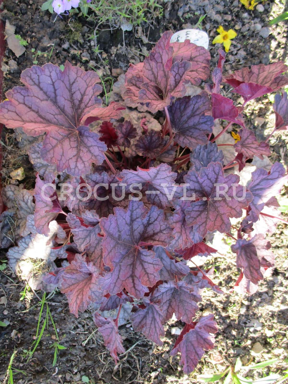 Гейхера «Velvet Night» Гейхера «Velvet Night»