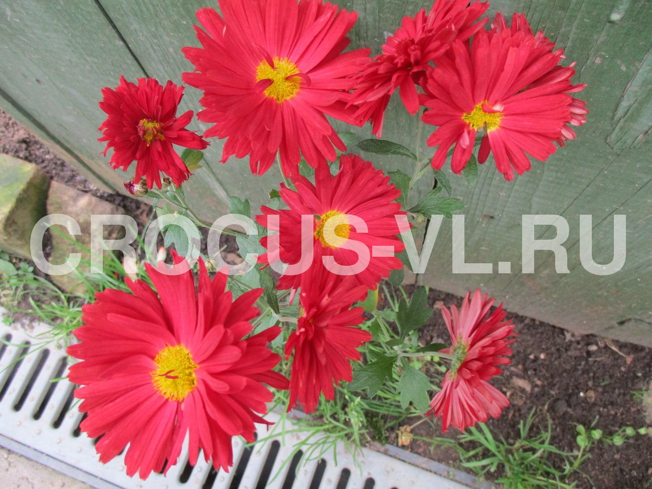 Хризантема корейская «Лето» Хризантема корейская «Лето»