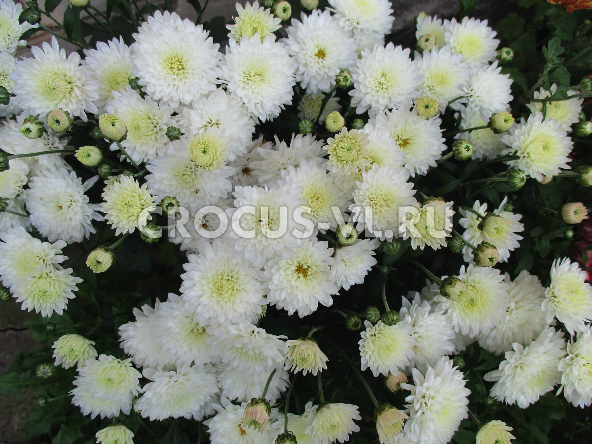 Хризантема корейская «Белый Гном» Хризантема корейская «Белый Гном»