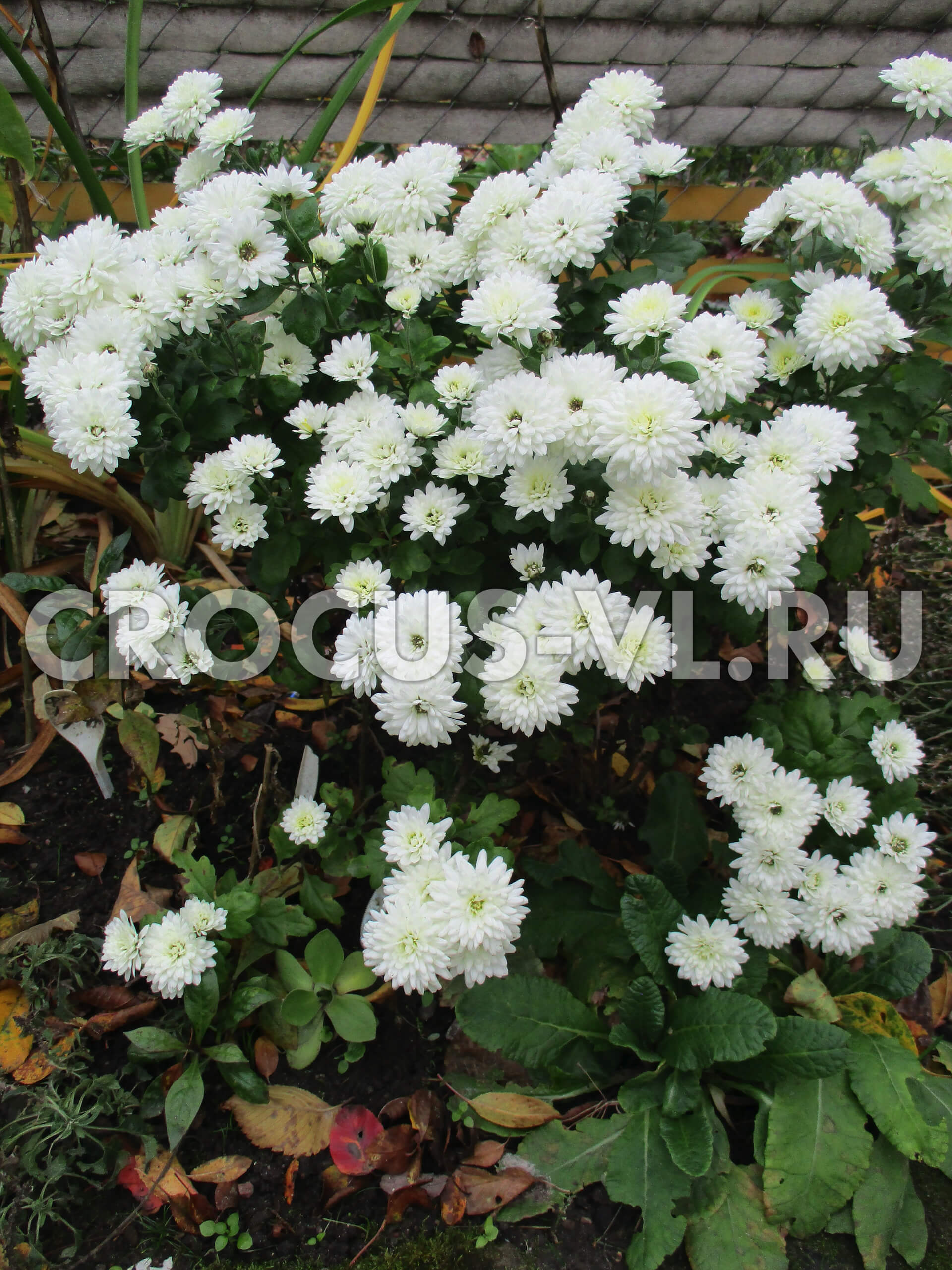 Хризантема корейская «Белый Гном» Хризантема корейская «Белый Гном»