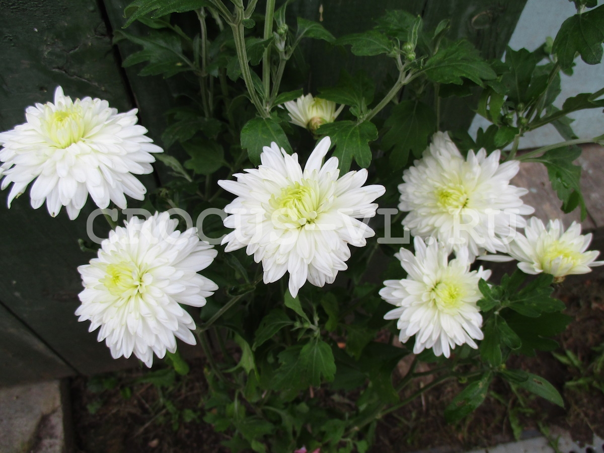 Хризантема корейская «Москвичка» Хризантема корейская «Москвичка»