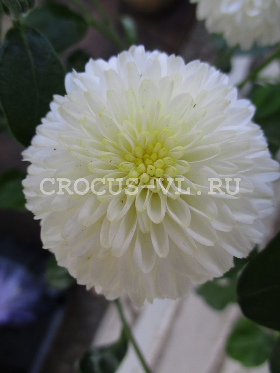 Натали хризантема фото Натали хризантема фото