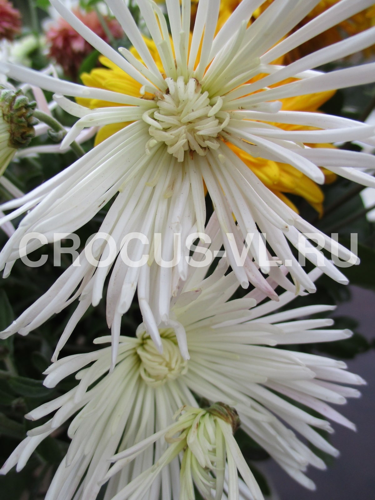 Изображение товара: Хризантема корейская «Перлинка Белая»