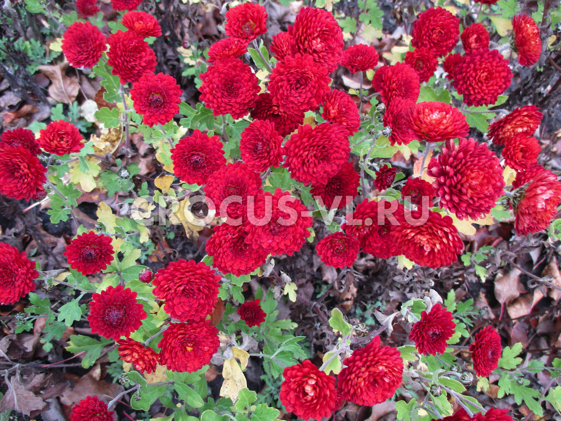 Хризантема корейская «Резея» Хризантема корейская «Резея»