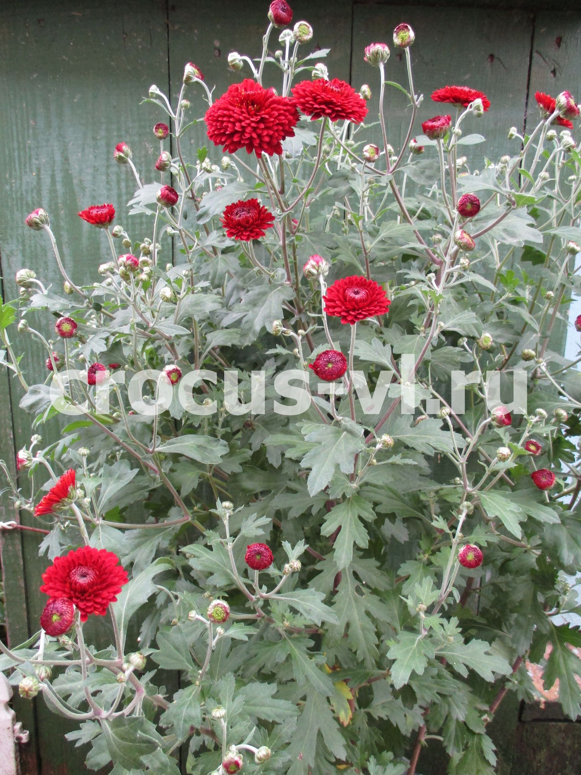 Хризантема корейская «Резея» Хризантема корейская «Резея»