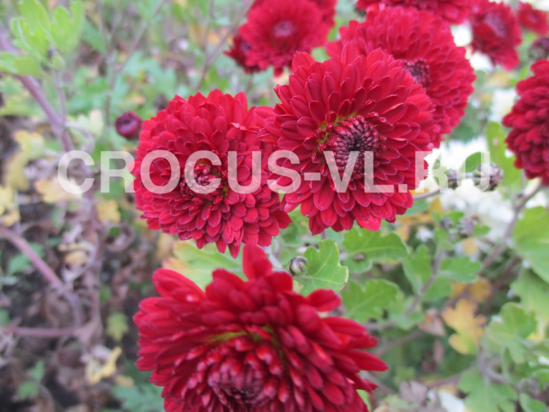 Хризантема корейская «Резея» Хризантема корейская «Резея»