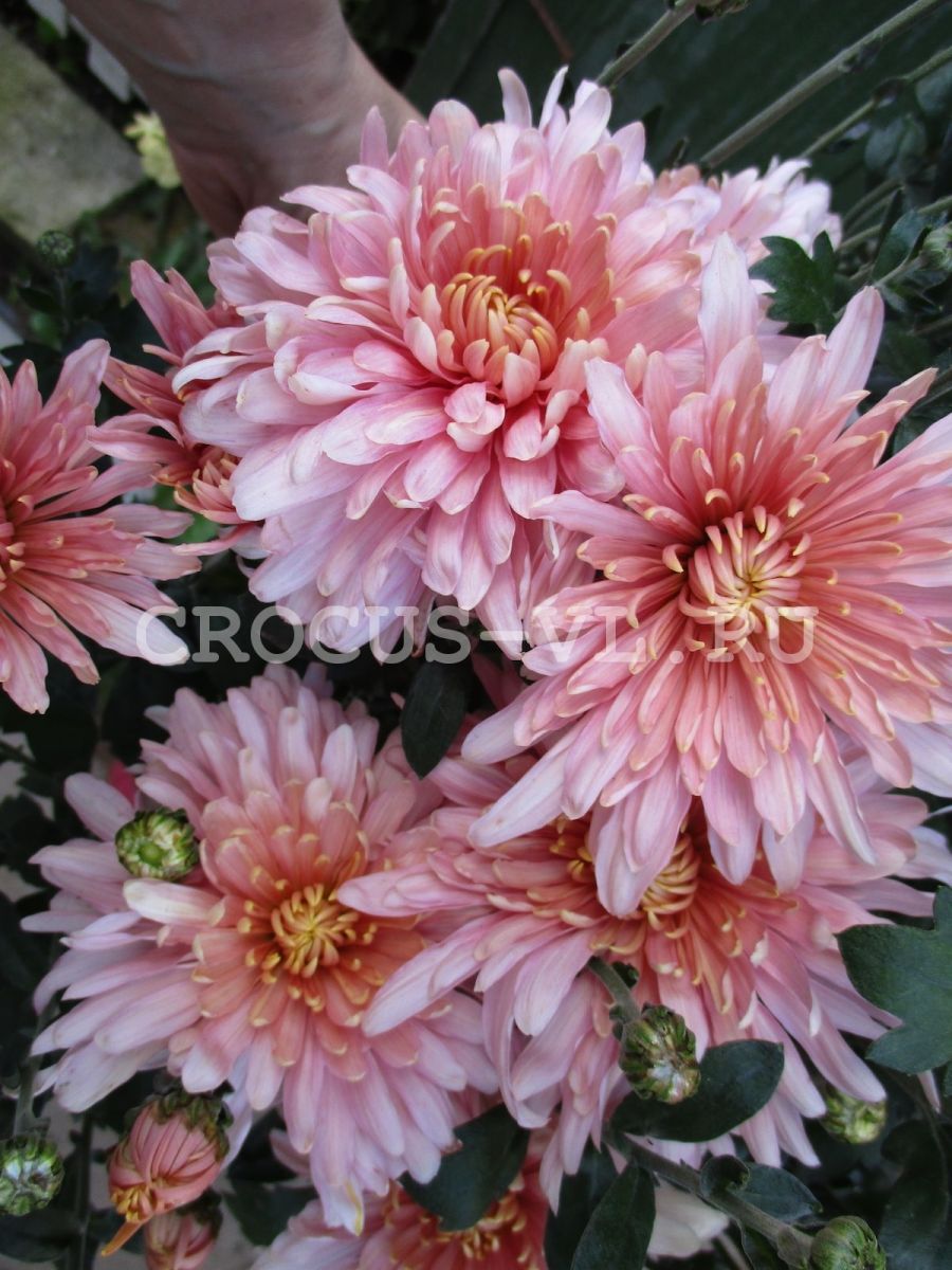 Изображение товара: Хризантема корейская «Розовый Фламинго»