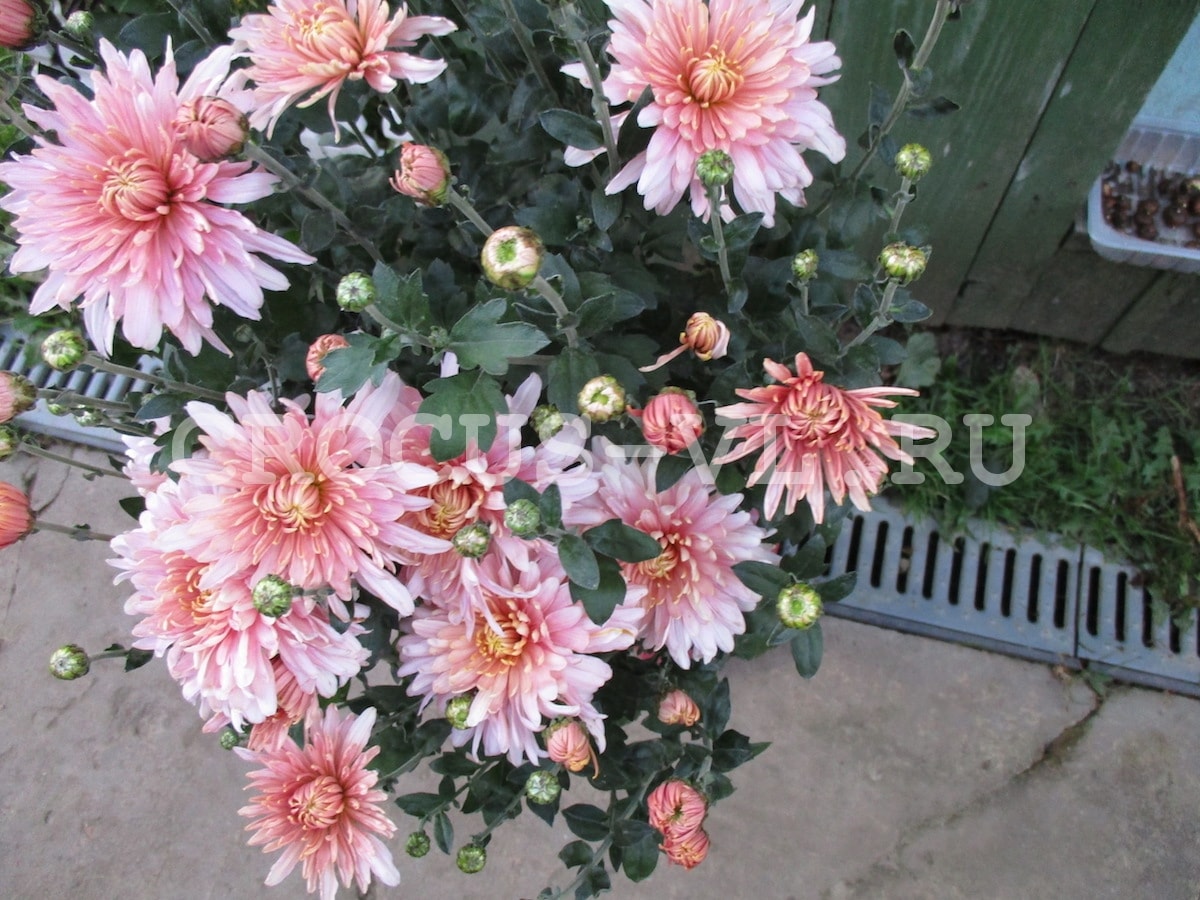 Хризантема корейская «Розовый Фламинго» Хризантема корейская «Розовый Фламинго»