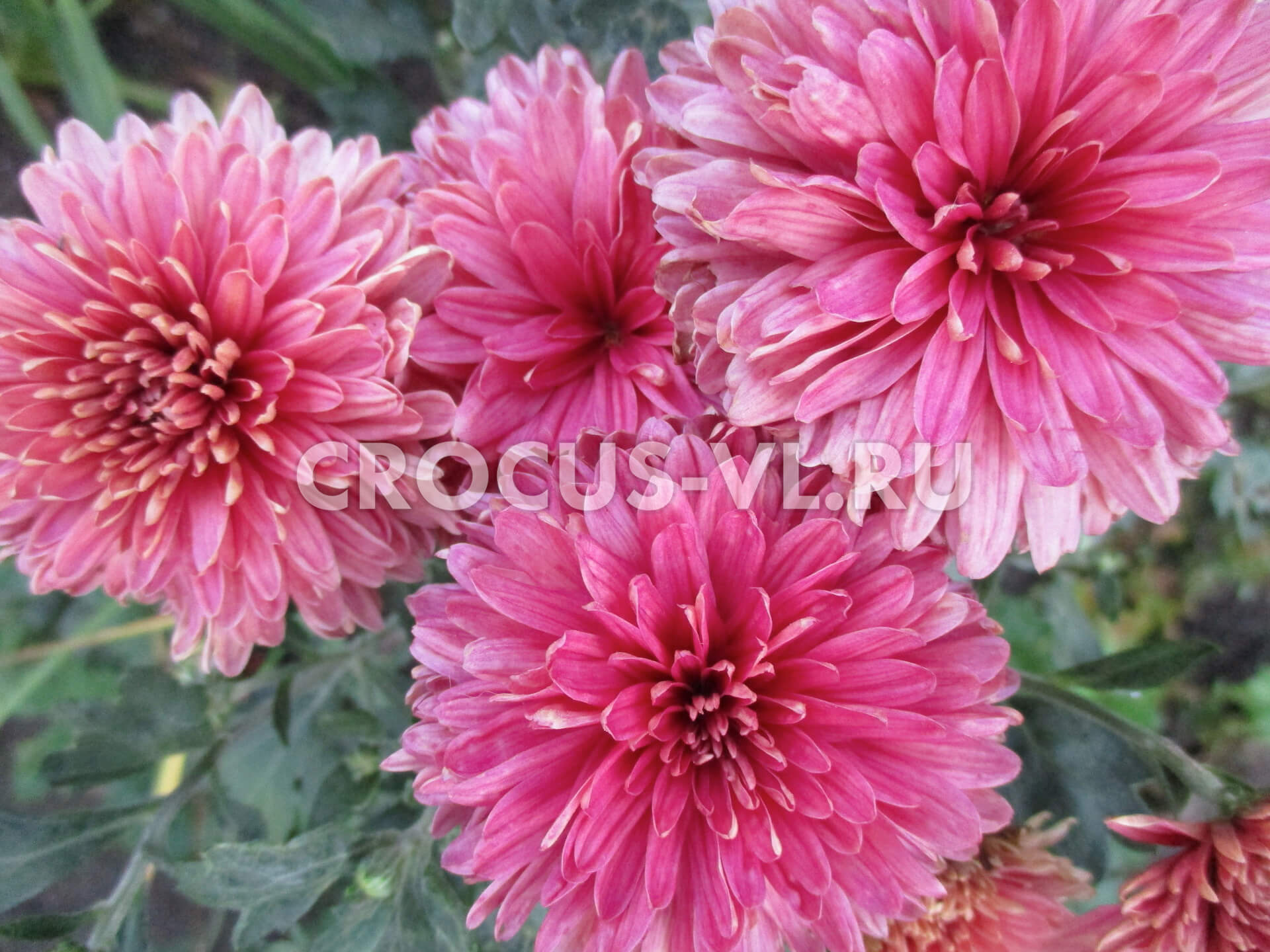 Хризантема корейская «Седая Леди» Хризантема корейская «Седая Леди»