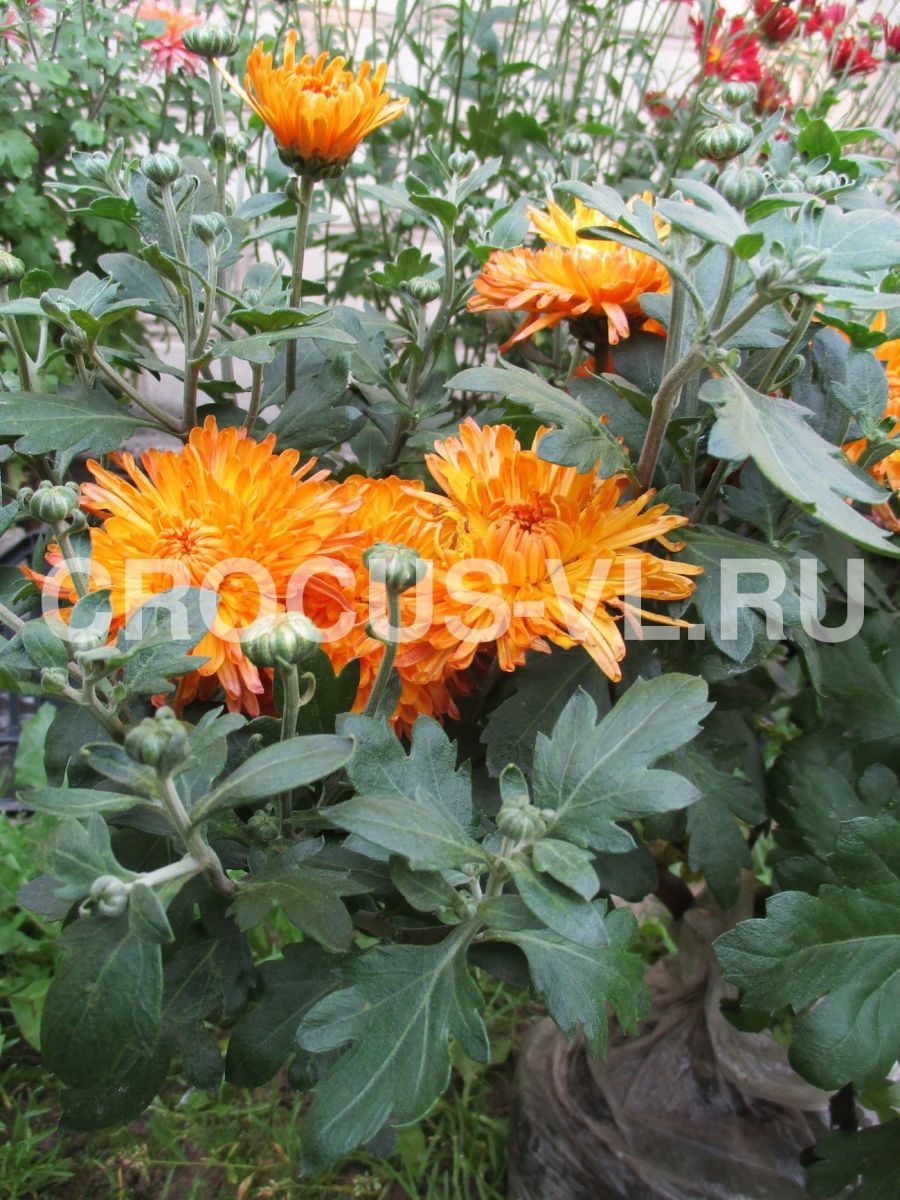 Изображение товара: Хризантема корейская «Скифское Золото»