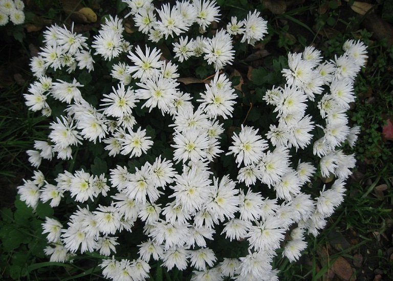 Хризантема мультифлора «Tricky White» Хризантема мультифлора «Tricky White»