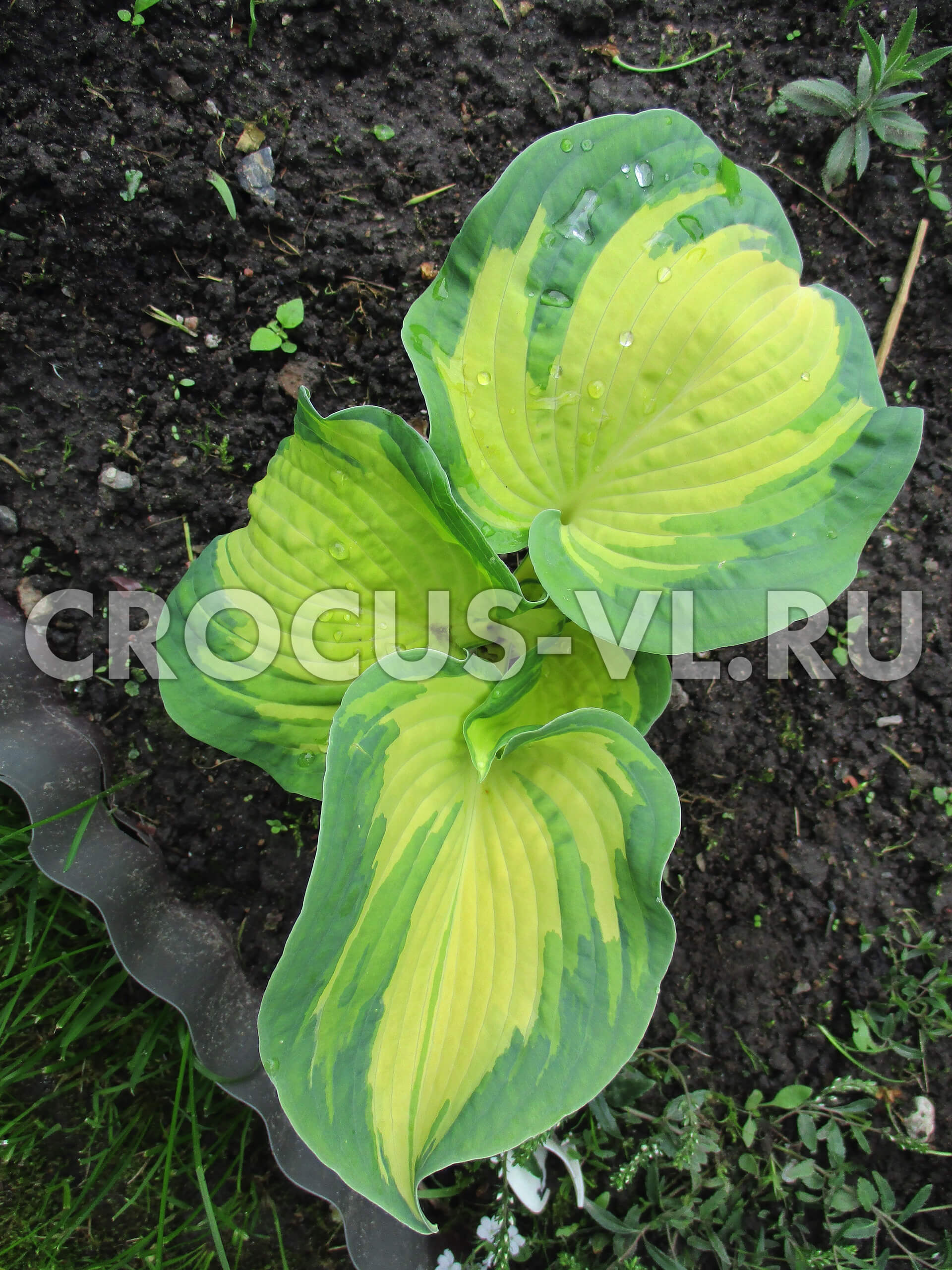 Хоста гибридная «Great Expectations» Хоста гибридная «Great Expectations»