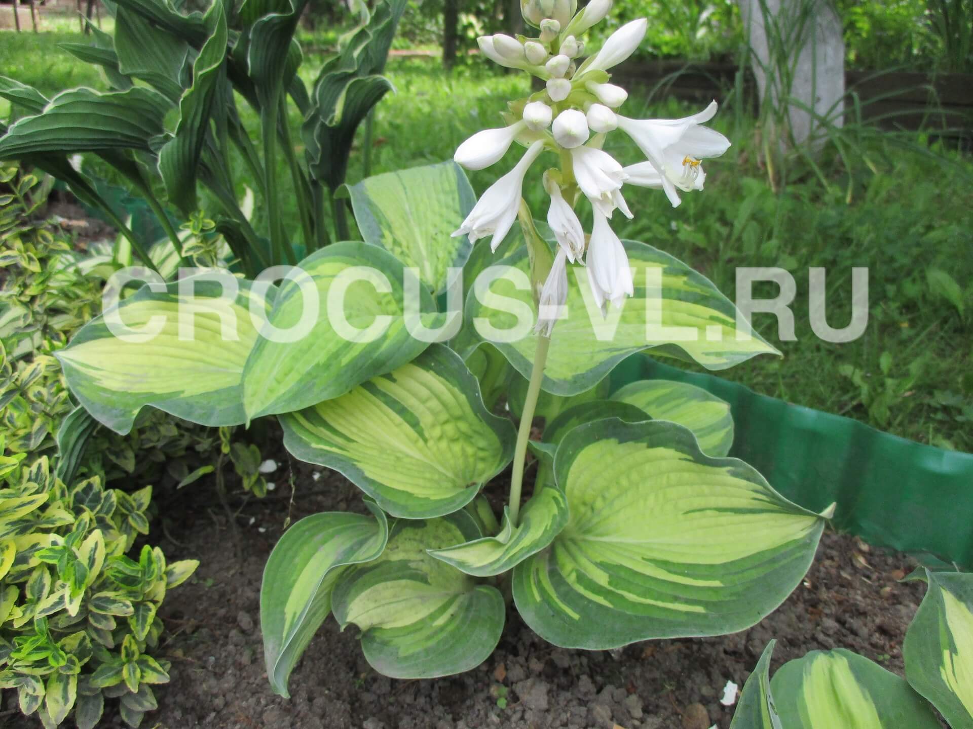 Хоста гибридная «Great Expectations» Хоста гибридная «Great Expectations»