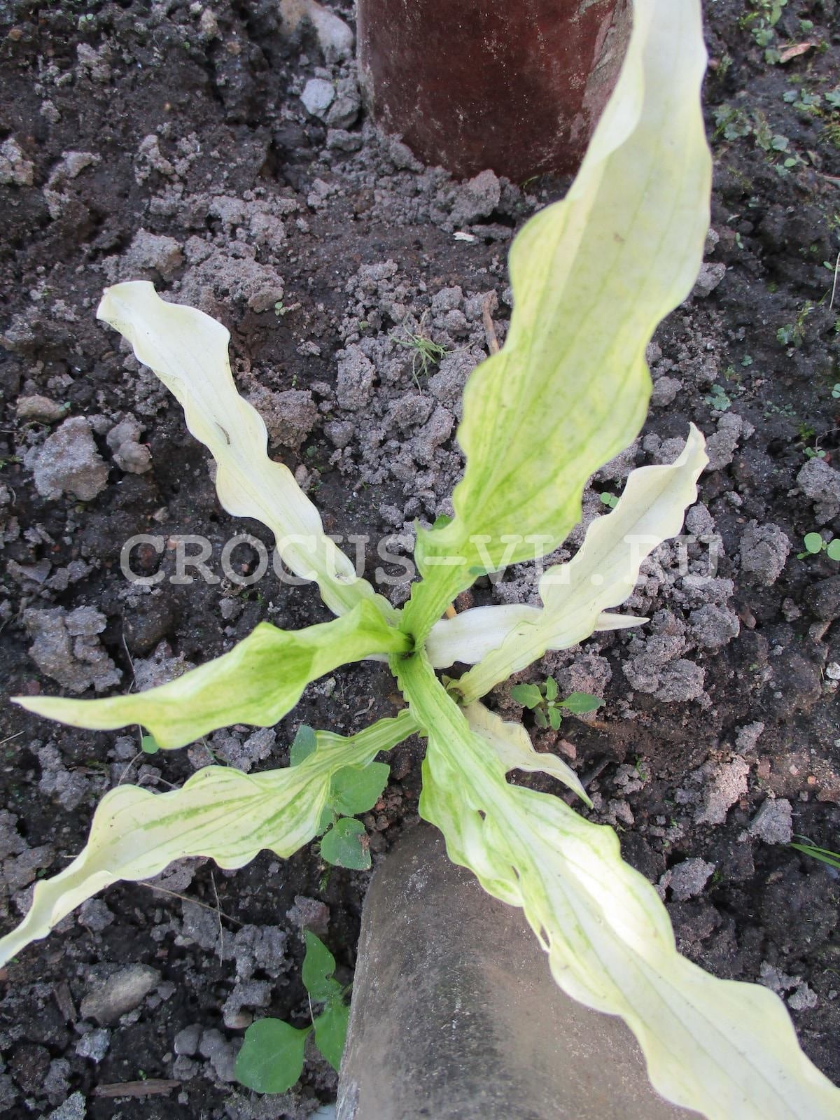 Хоста гибридная «Outhouse Delight» Хоста гибридная «Outhouse Delight»