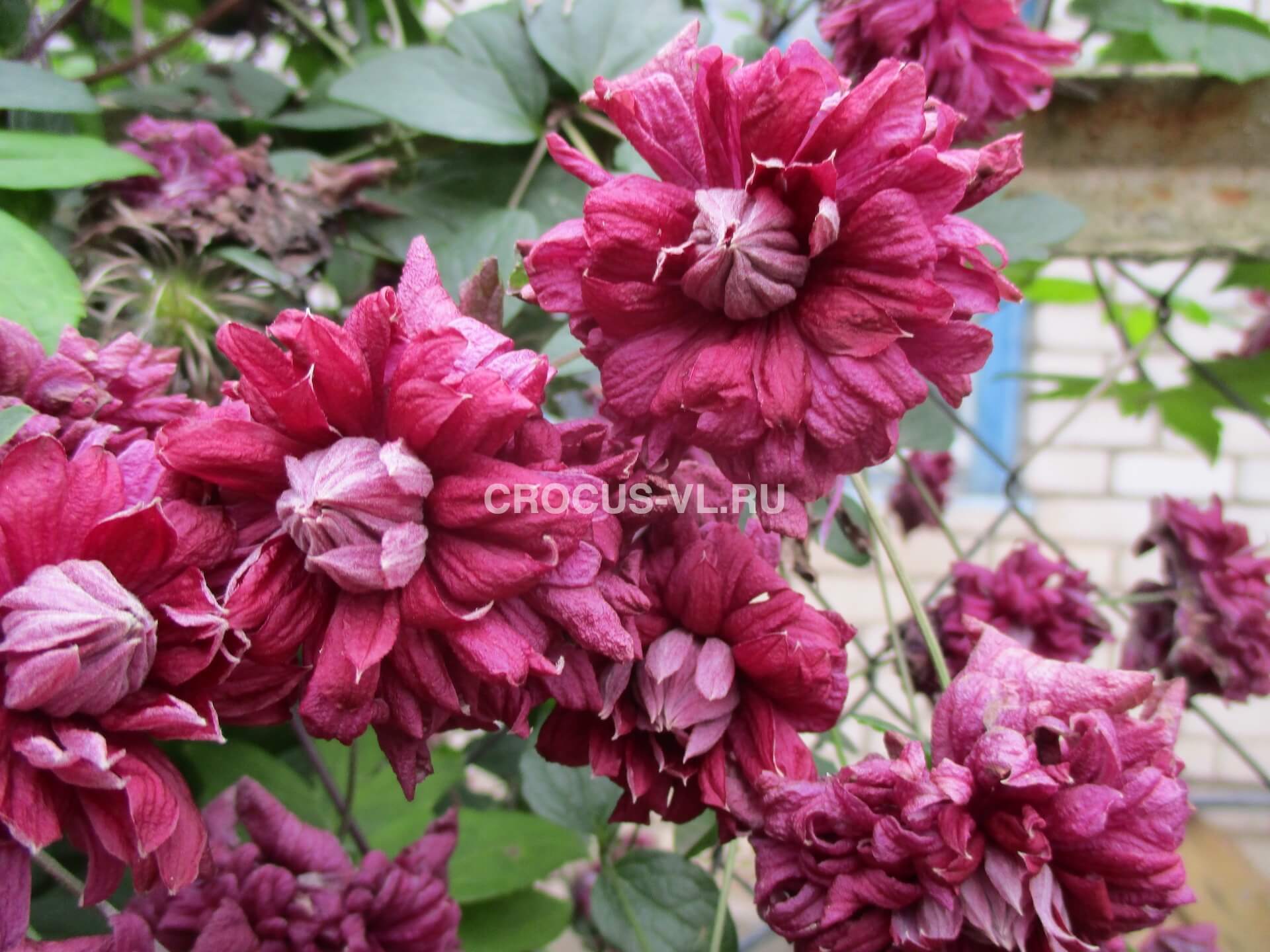 Клематис «Purpurea Plena Elegans»