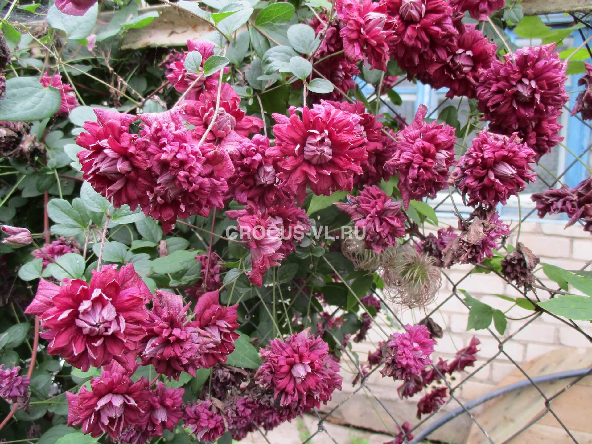 Клематис «Purpurea Plena Elegans» Клематис «Purpurea Plena Elegans»