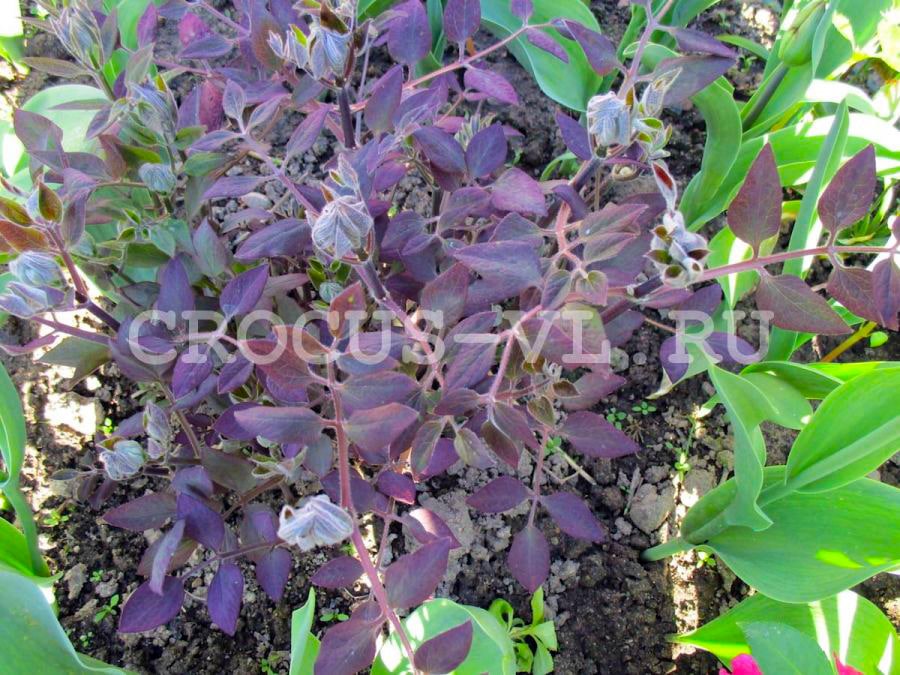Клематис прямой «Atropurpurea»