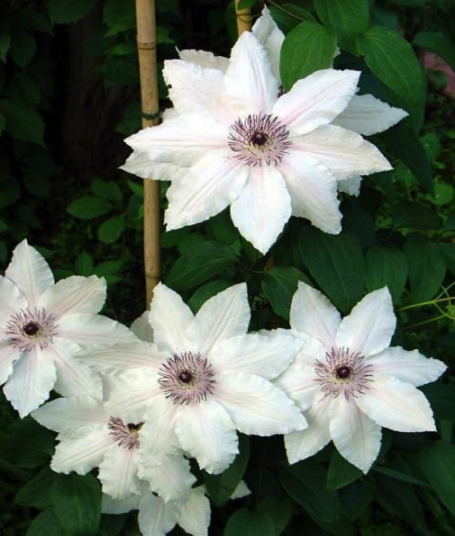 Clematis montana 'Rubens'