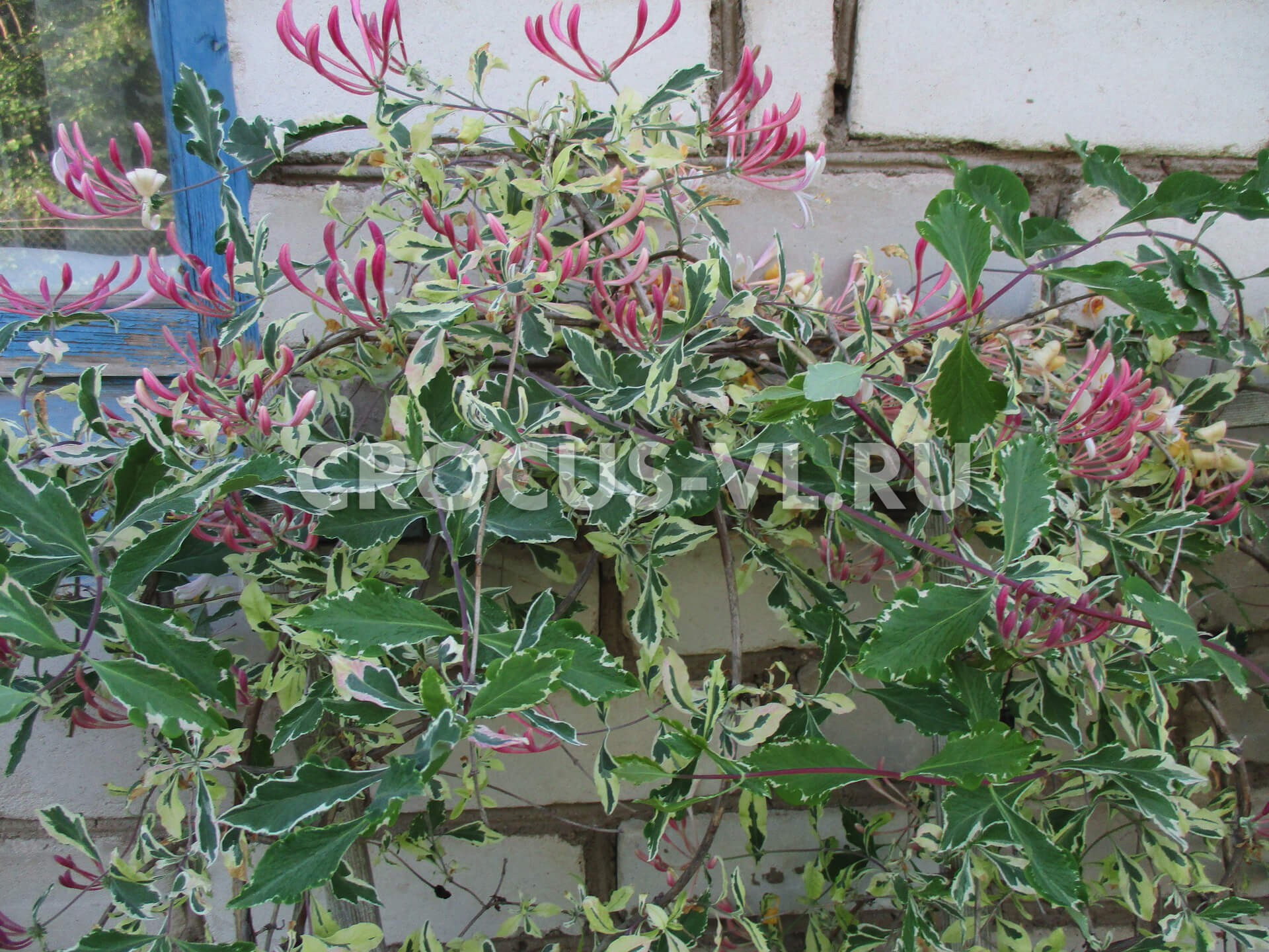 Жимолость вьющаяся «Harlequin»  Жимолость вьющаяся «Harlequin»