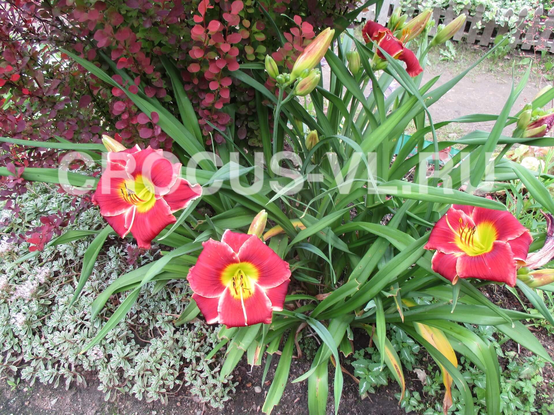 Лилейник «Bela Lugosi» Лилейник «Bela Lugosi»