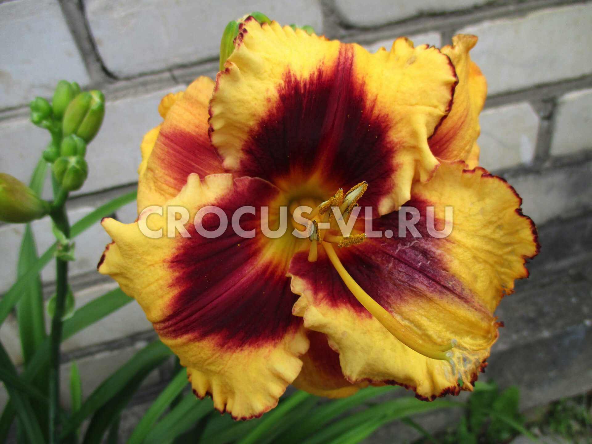 Лилейник «Eye On America» Лилейник «Eye On America»